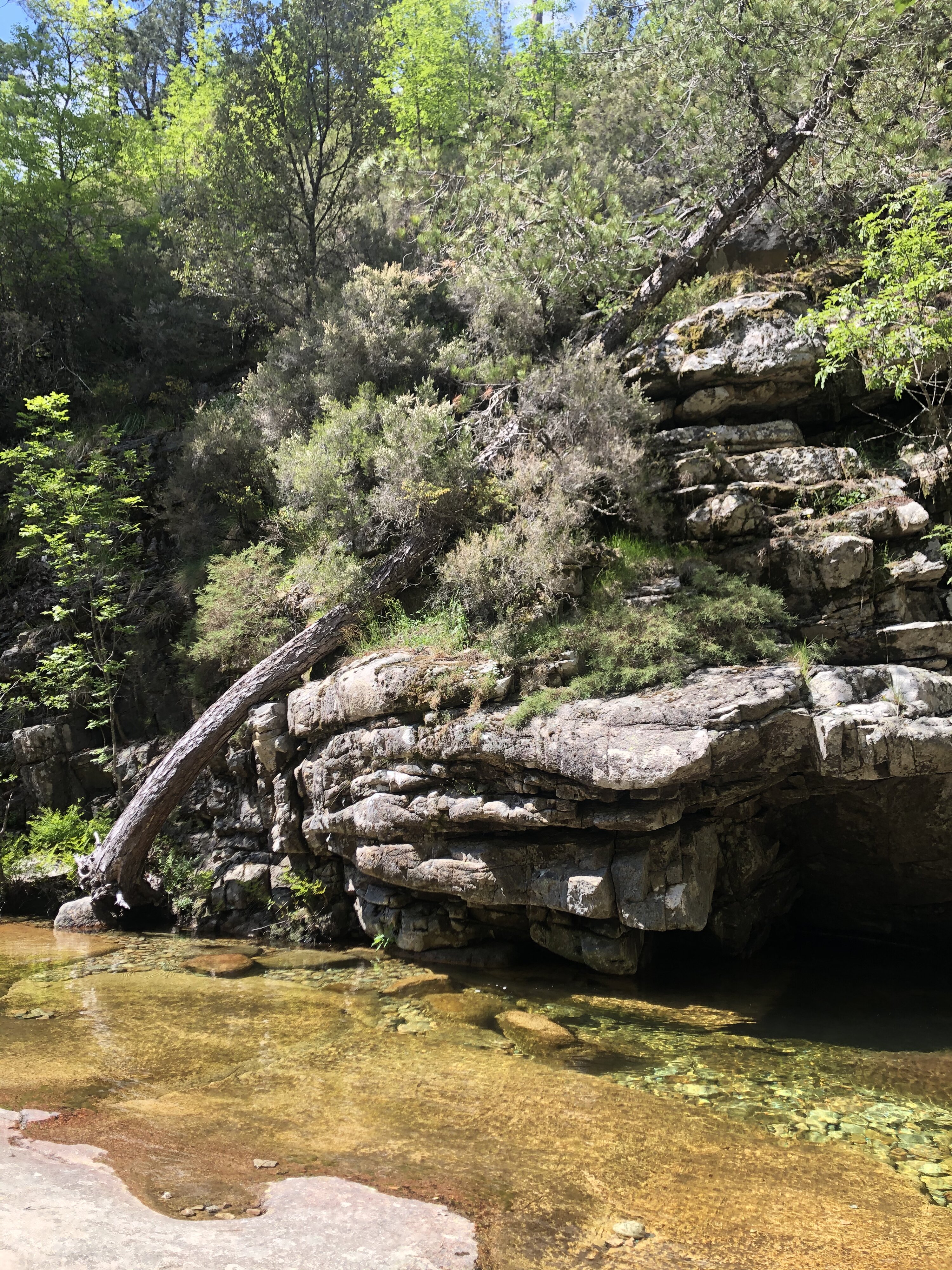 Photo France Corse Forêt d'Aïtone 2021-06 53