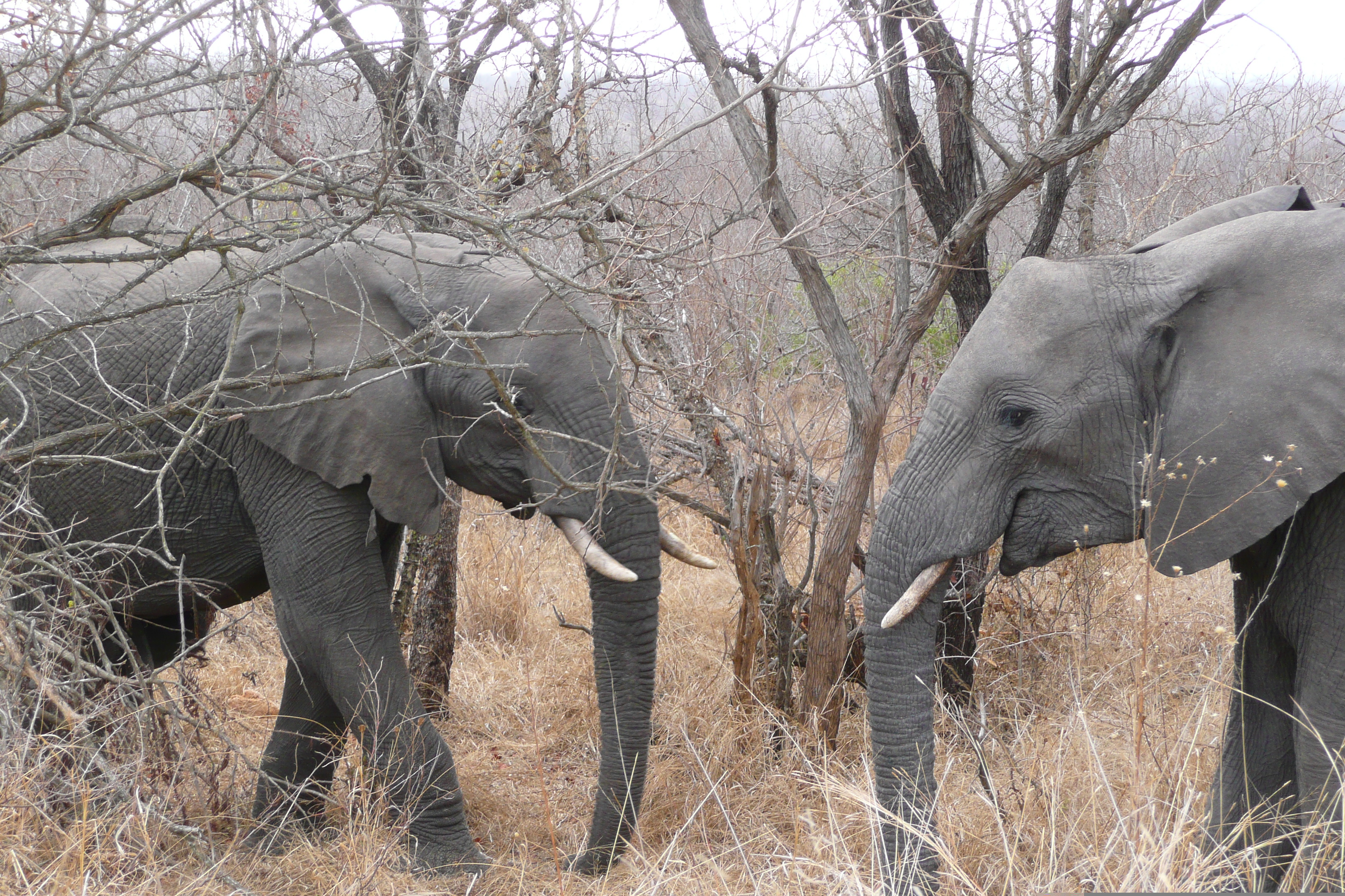 Photo Afrique du Sud Parc National Kruger 2008-09 160