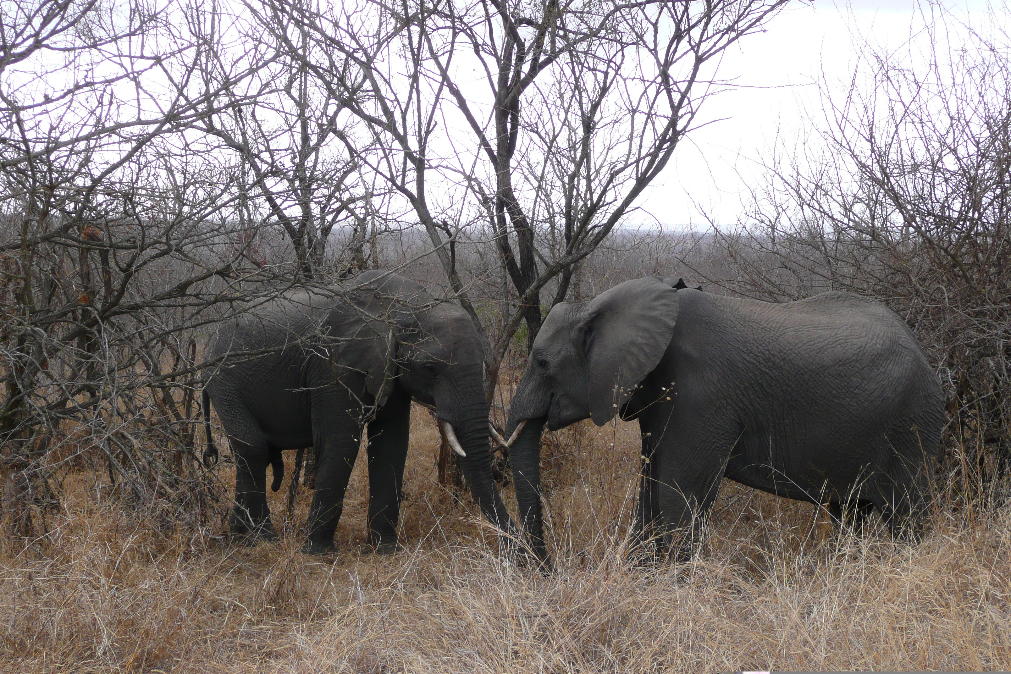 Photo Afrique du Sud Parc National Kruger 2008-09 171