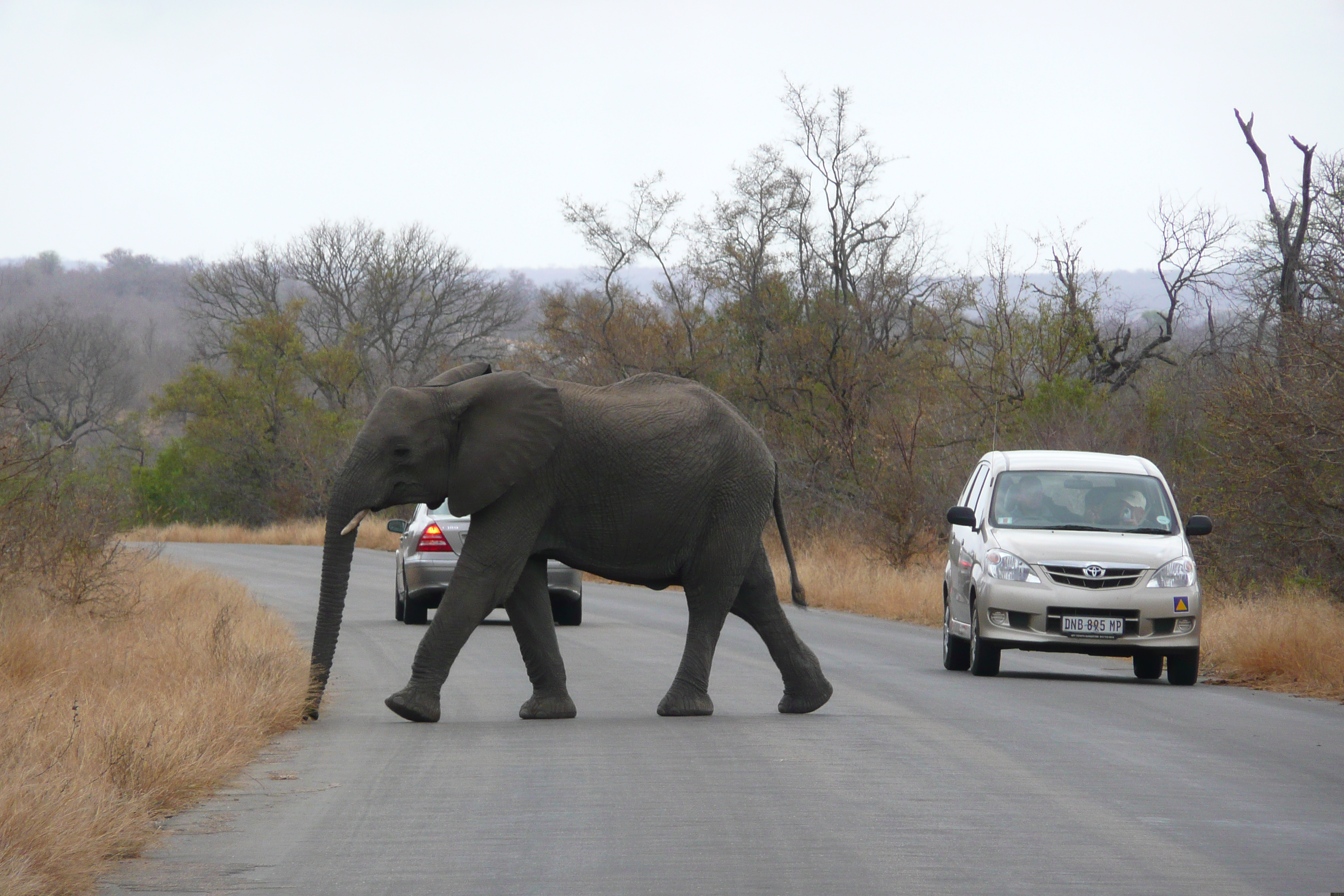 Photo Afrique du Sud Parc National Kruger 2008-09 133