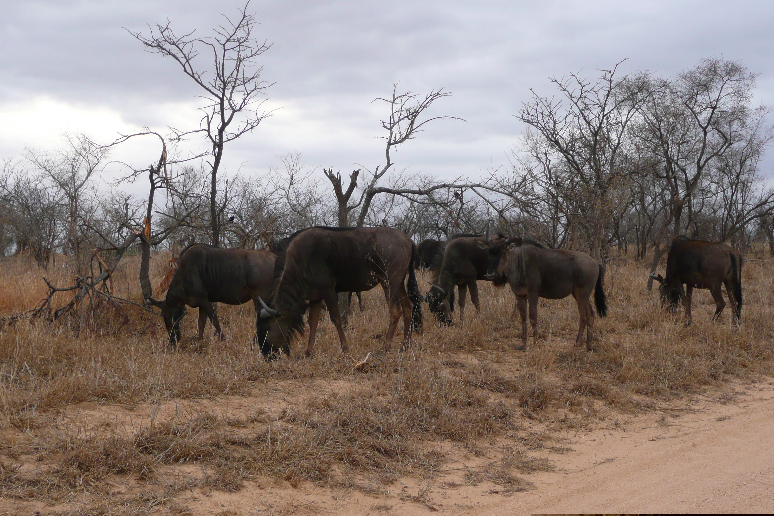 Photo Afrique du Sud Parc National Kruger 2008-09 49