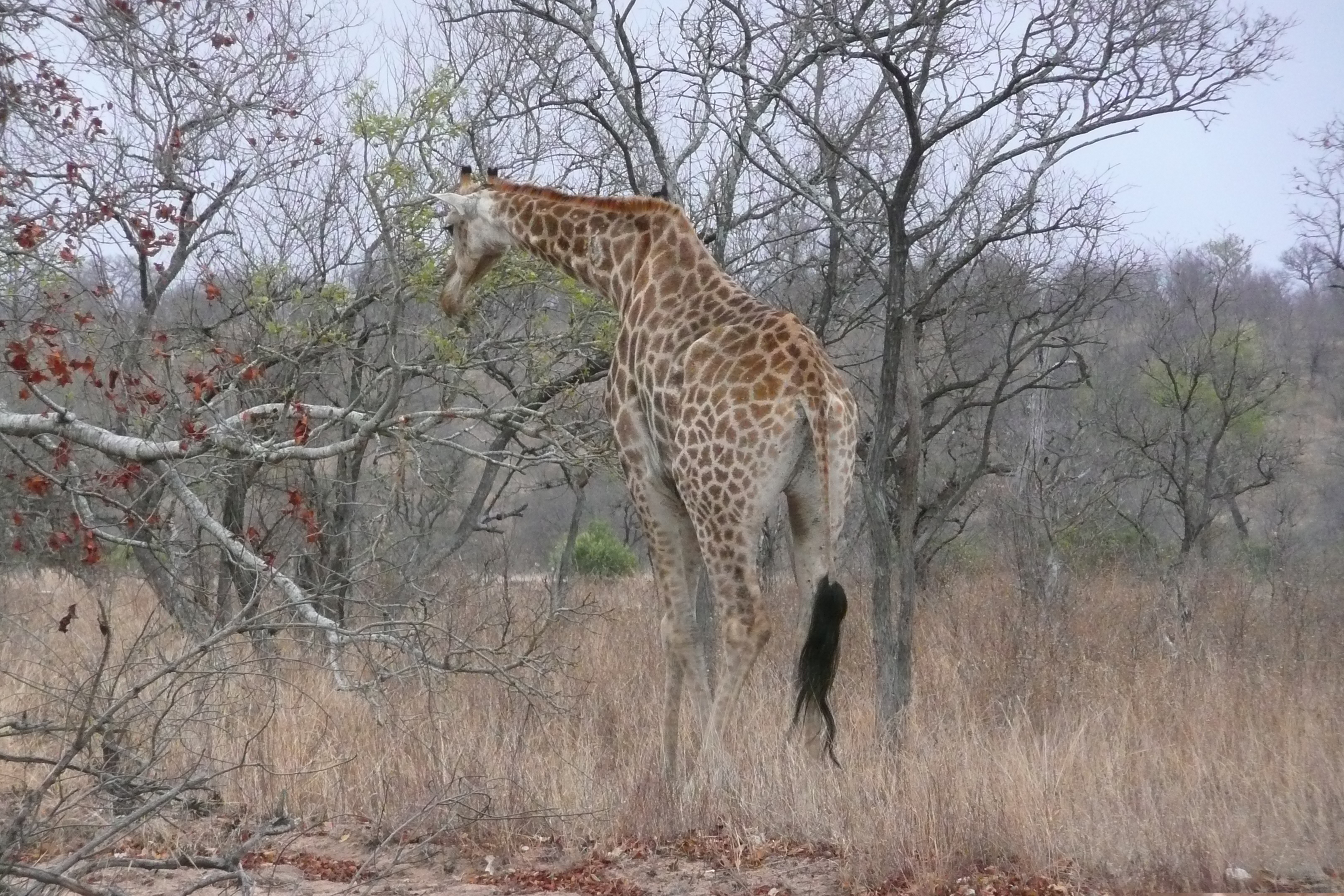Photo Afrique du Sud Parc National Kruger 2008-09 54