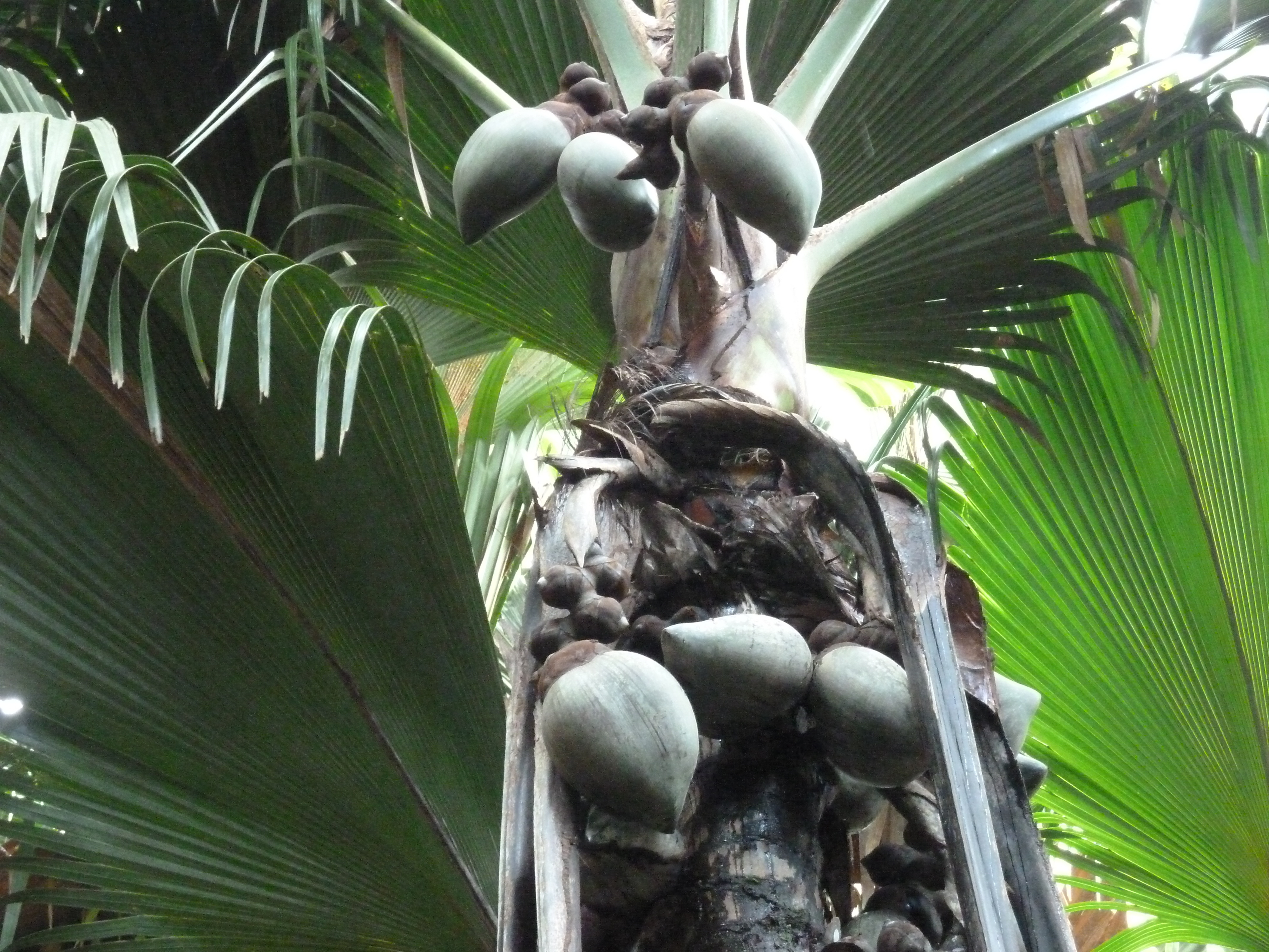 Photo Seychelles Vallée de Mai 2011-10 8