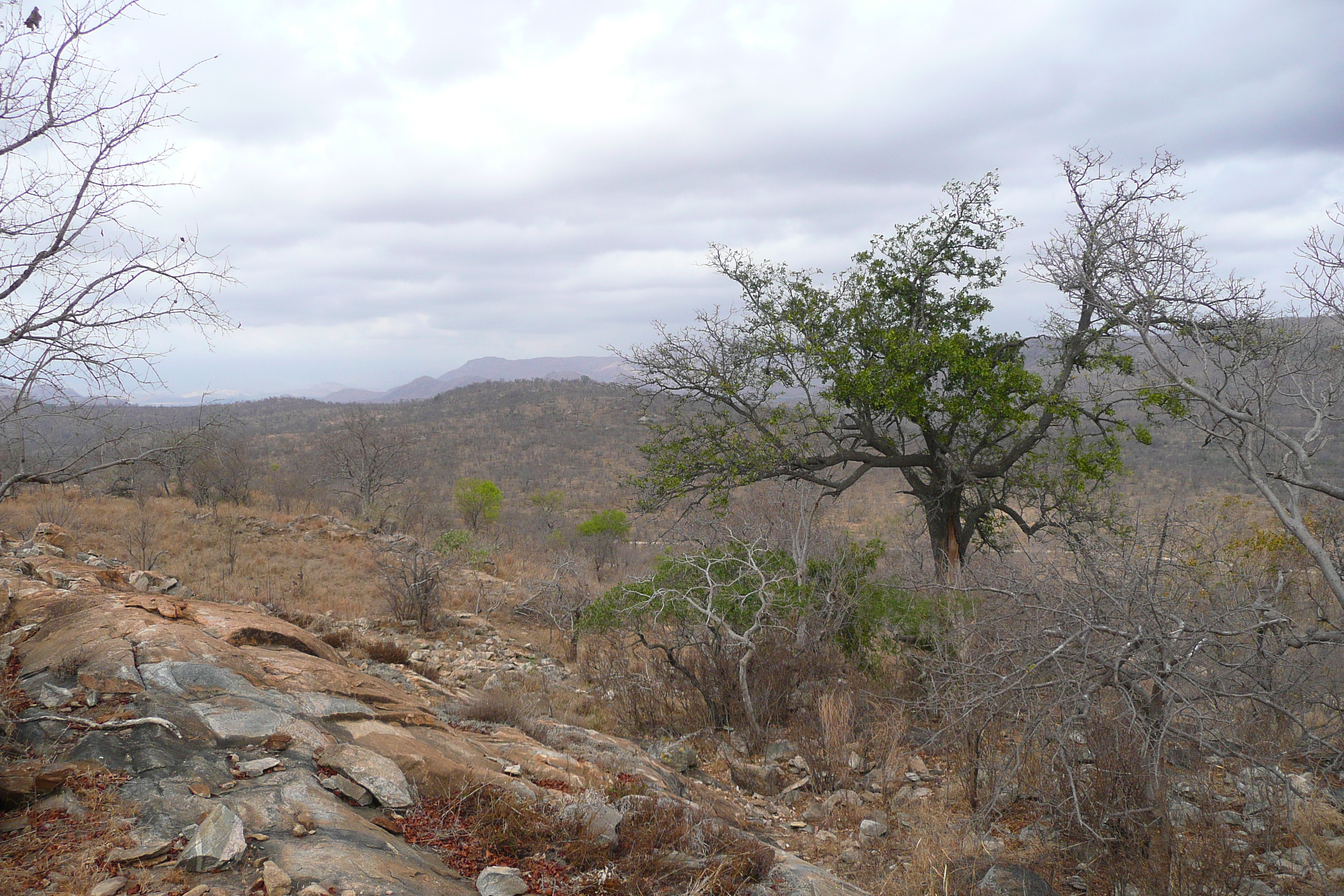 Photo Afrique du Sud Parc National Kruger 2008-09 164