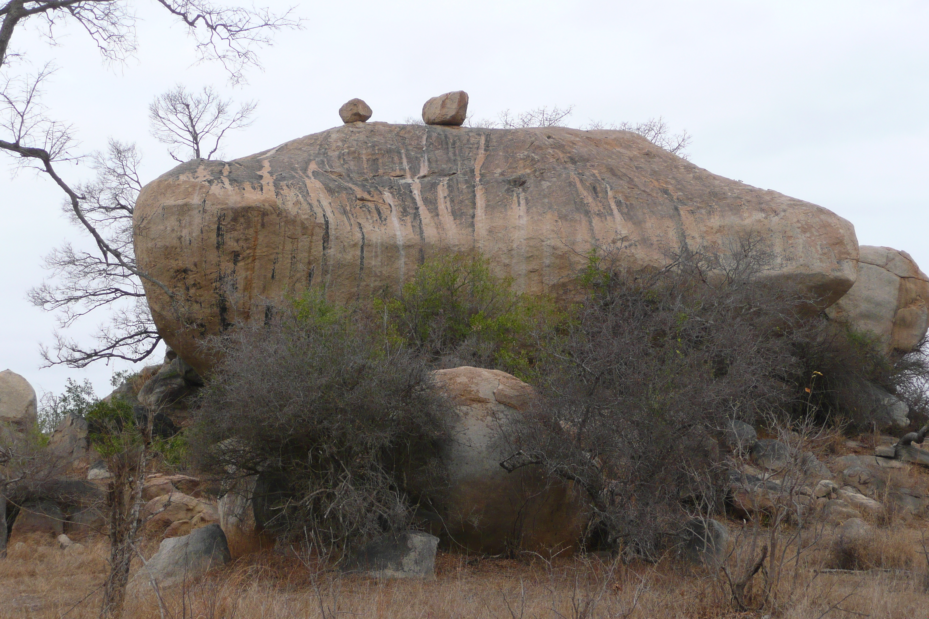 Photo Afrique du Sud Parc National Kruger 2008-09 147