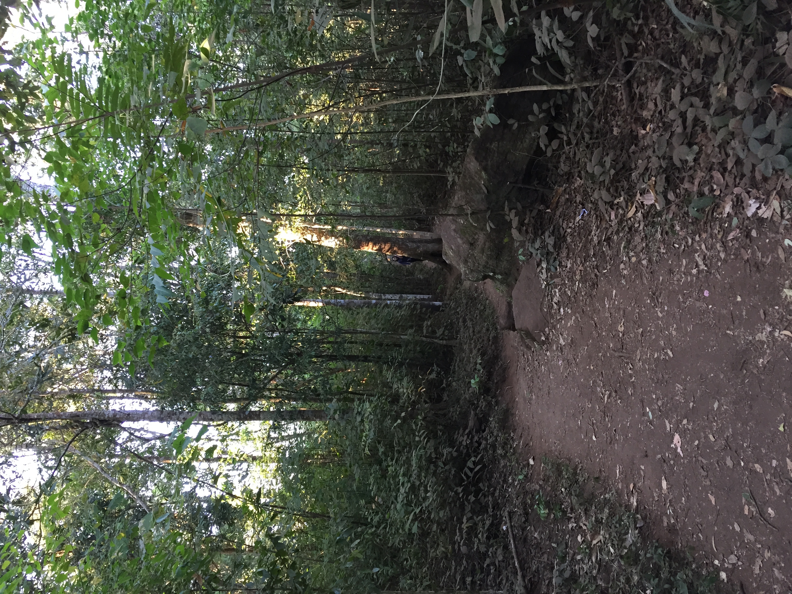 Photo Thaïlande Parc National Phu Hin Rong Kla 2014-12 14