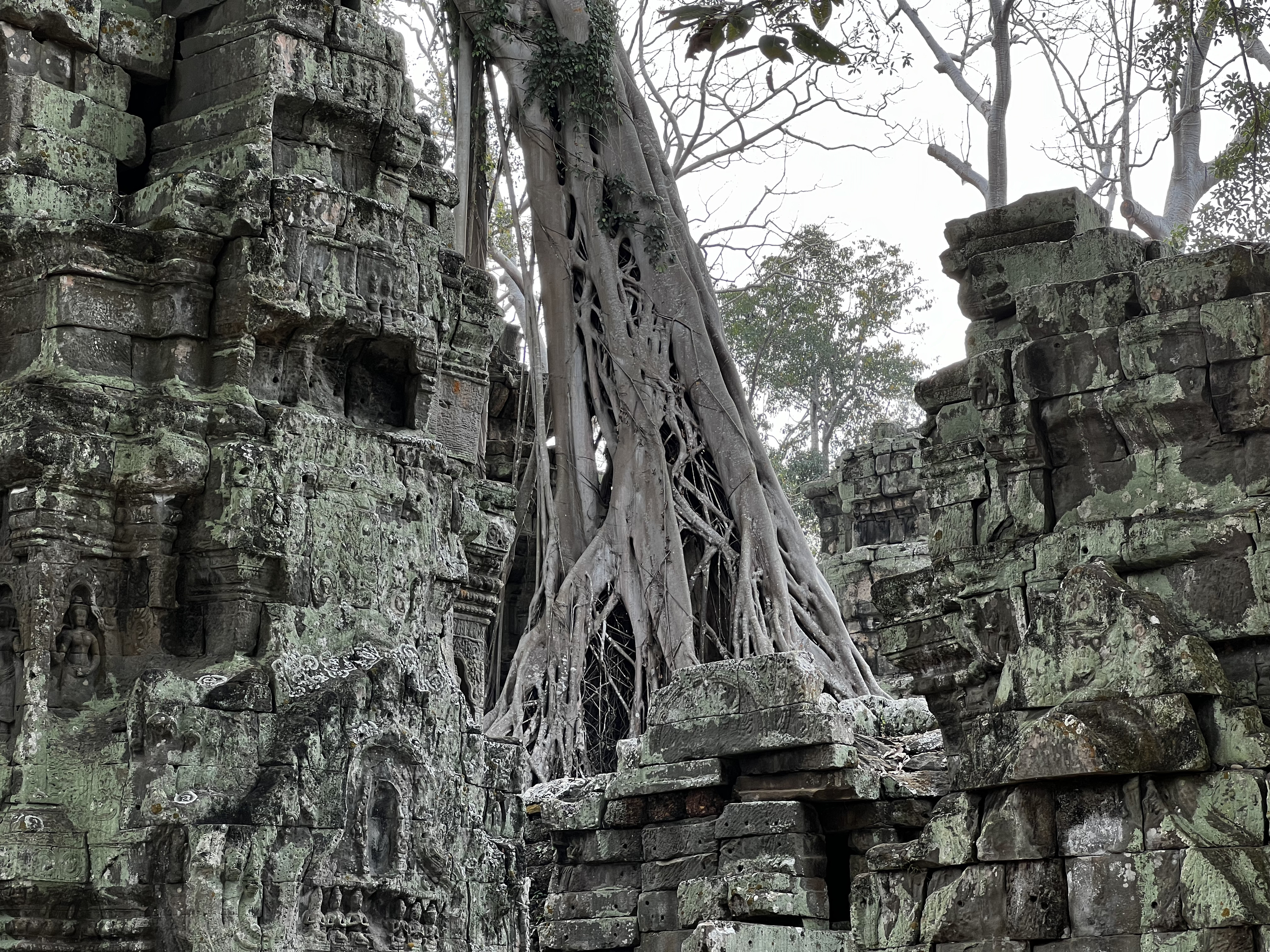 Photo Cambodge Siem Reap Ta Prohm 2023-01 130
