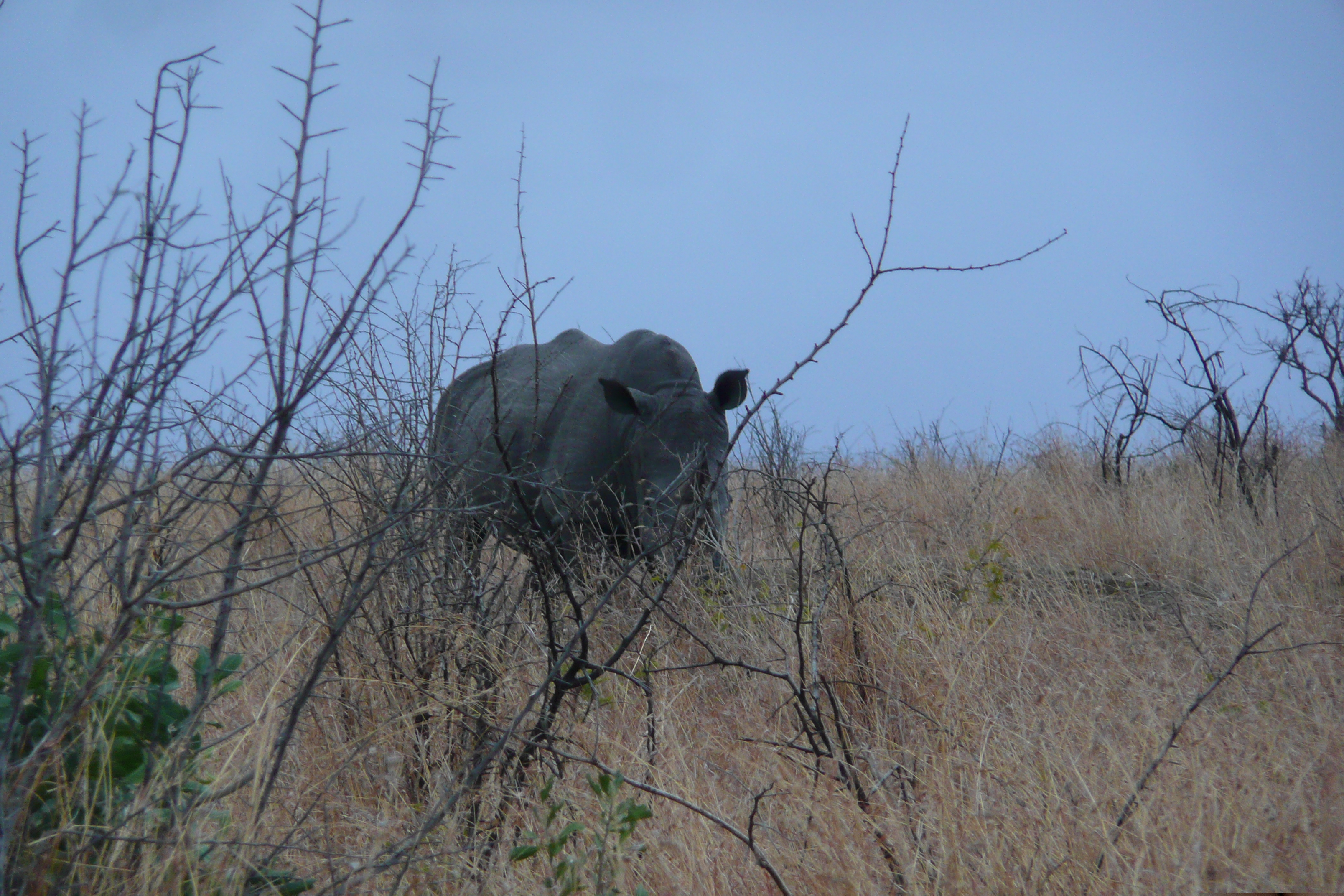 Photo Afrique du Sud Parc National Kruger 2008-09 151