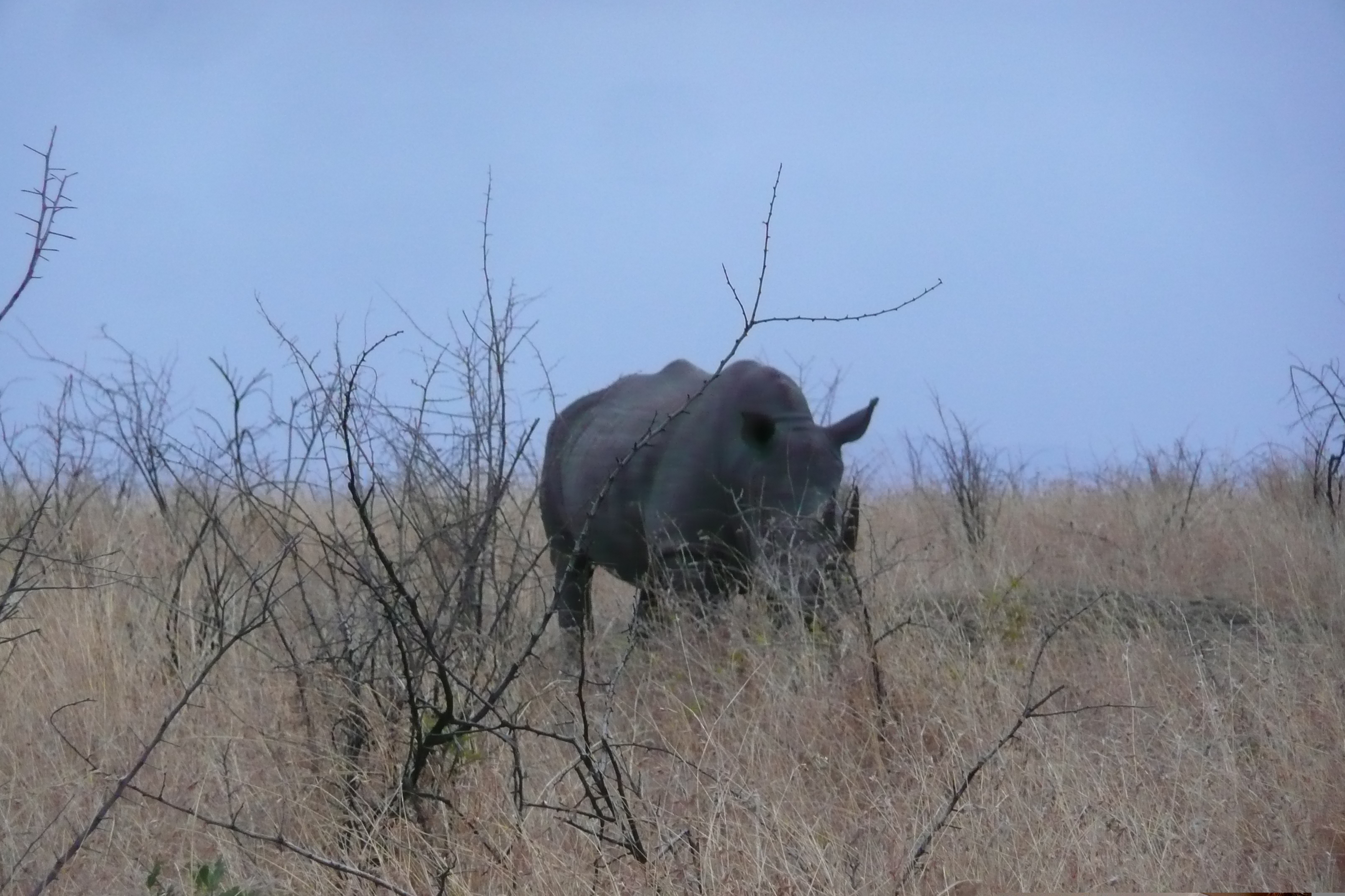 Photo Afrique du Sud Parc National Kruger 2008-09 168