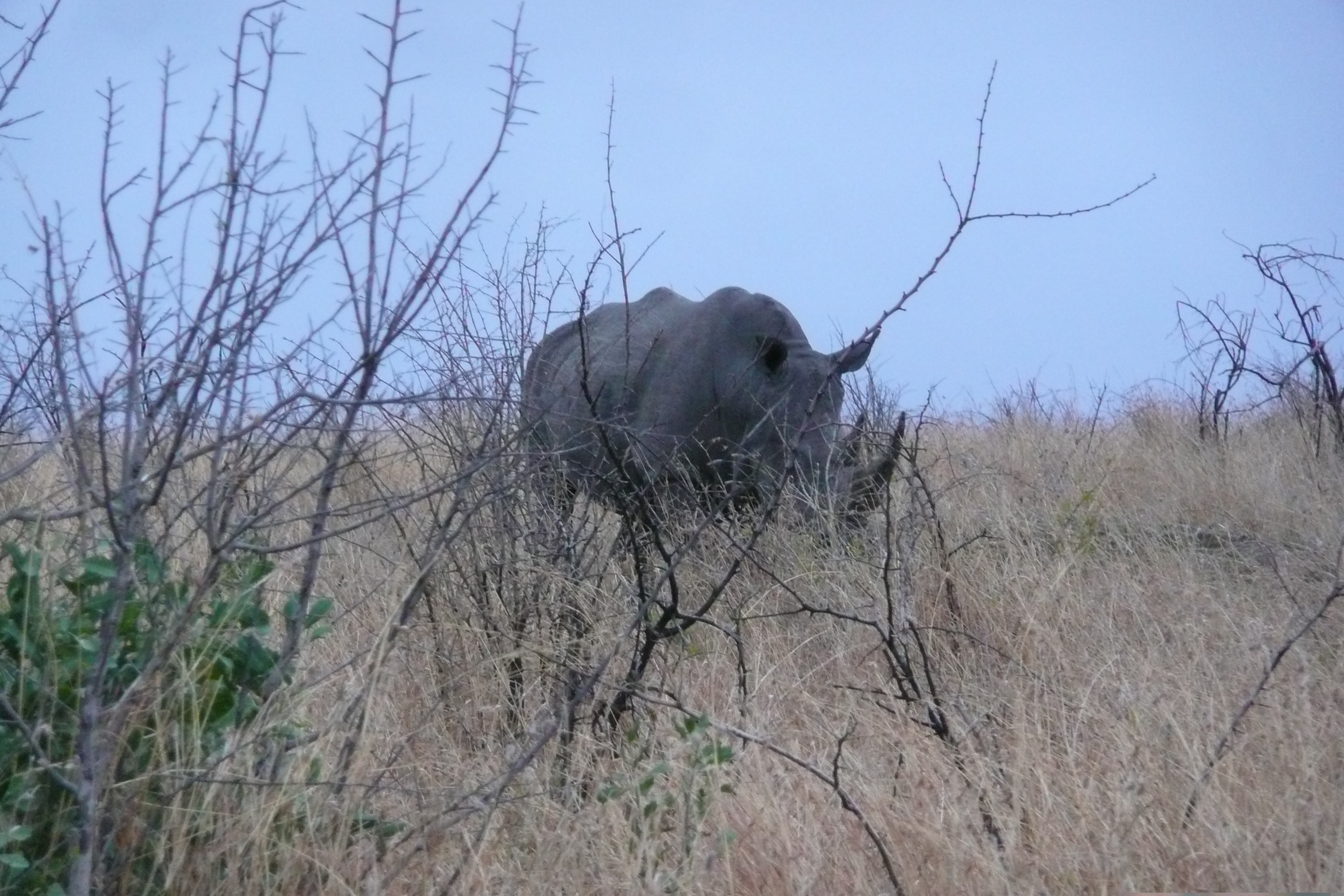 Photo Afrique du Sud Parc National Kruger 2008-09 165