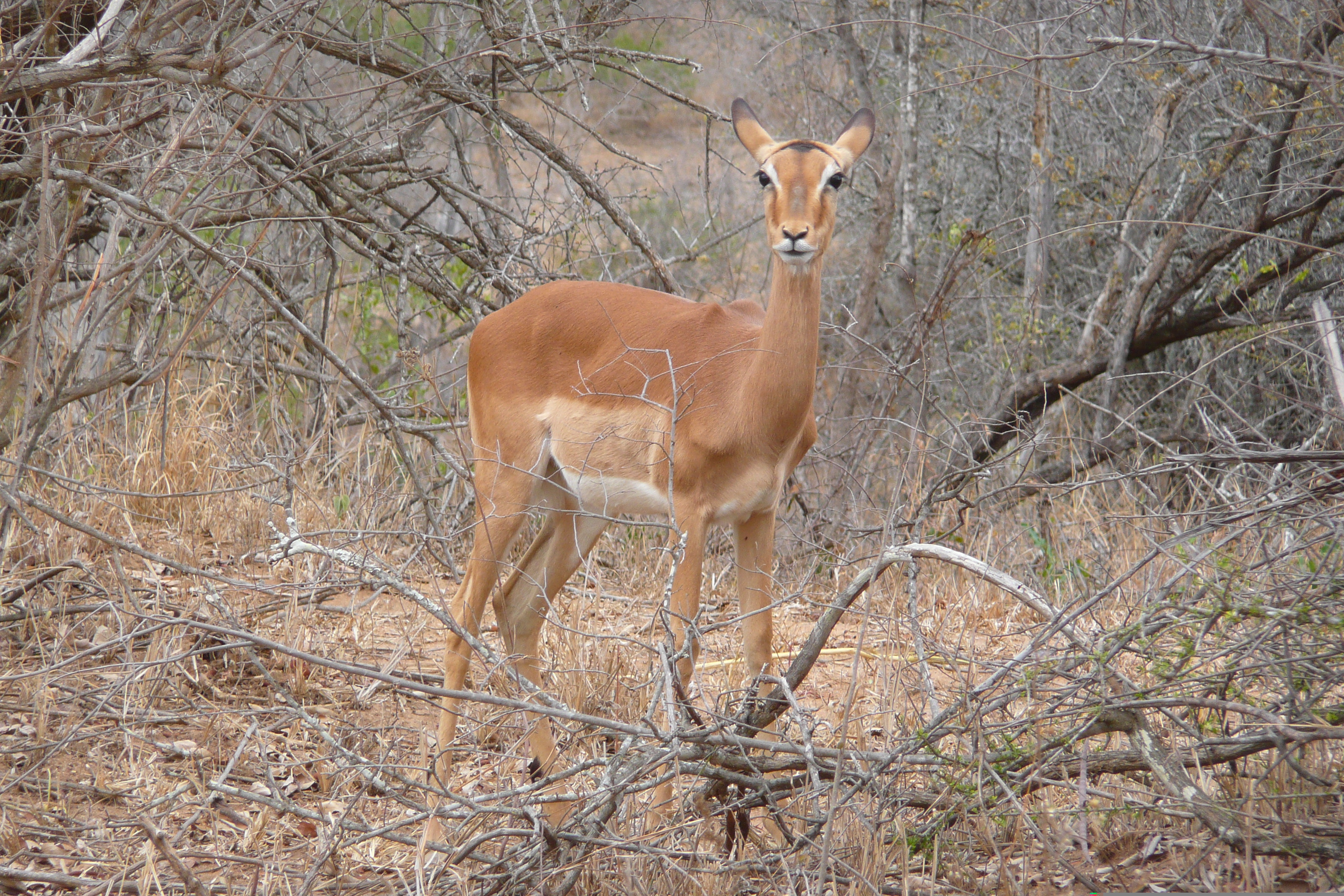 Photo Afrique du Sud Parc National Kruger 2008-09 99