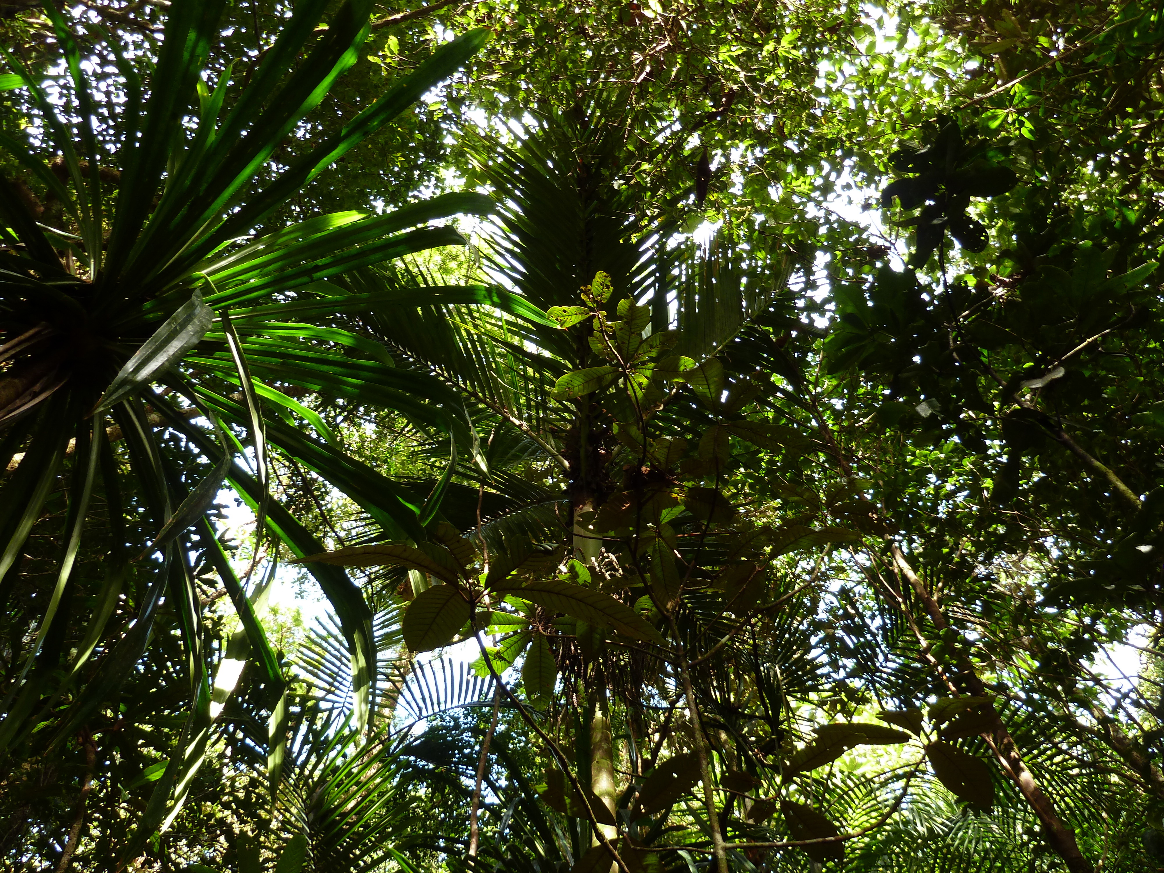 Photo Nouvelle-Calédonie Parc de la Rivière Bleue Le Grand Kaori 2010-05 13