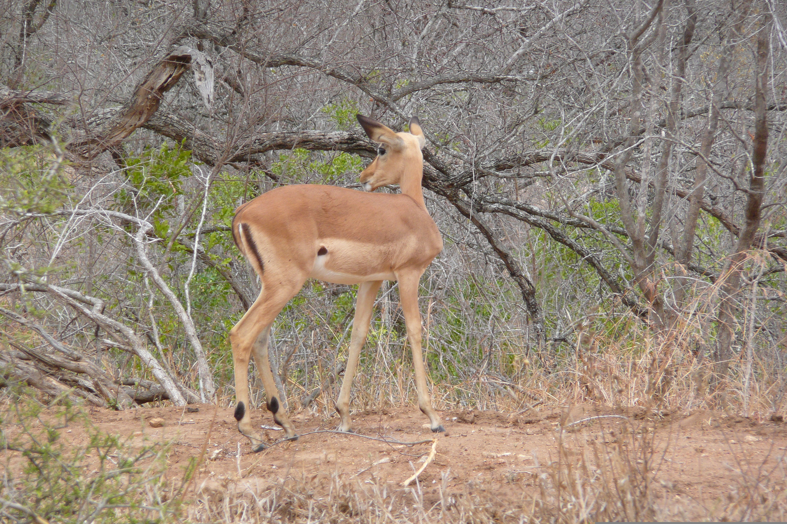 Photo Afrique du Sud Parc National Kruger 2008-09 26