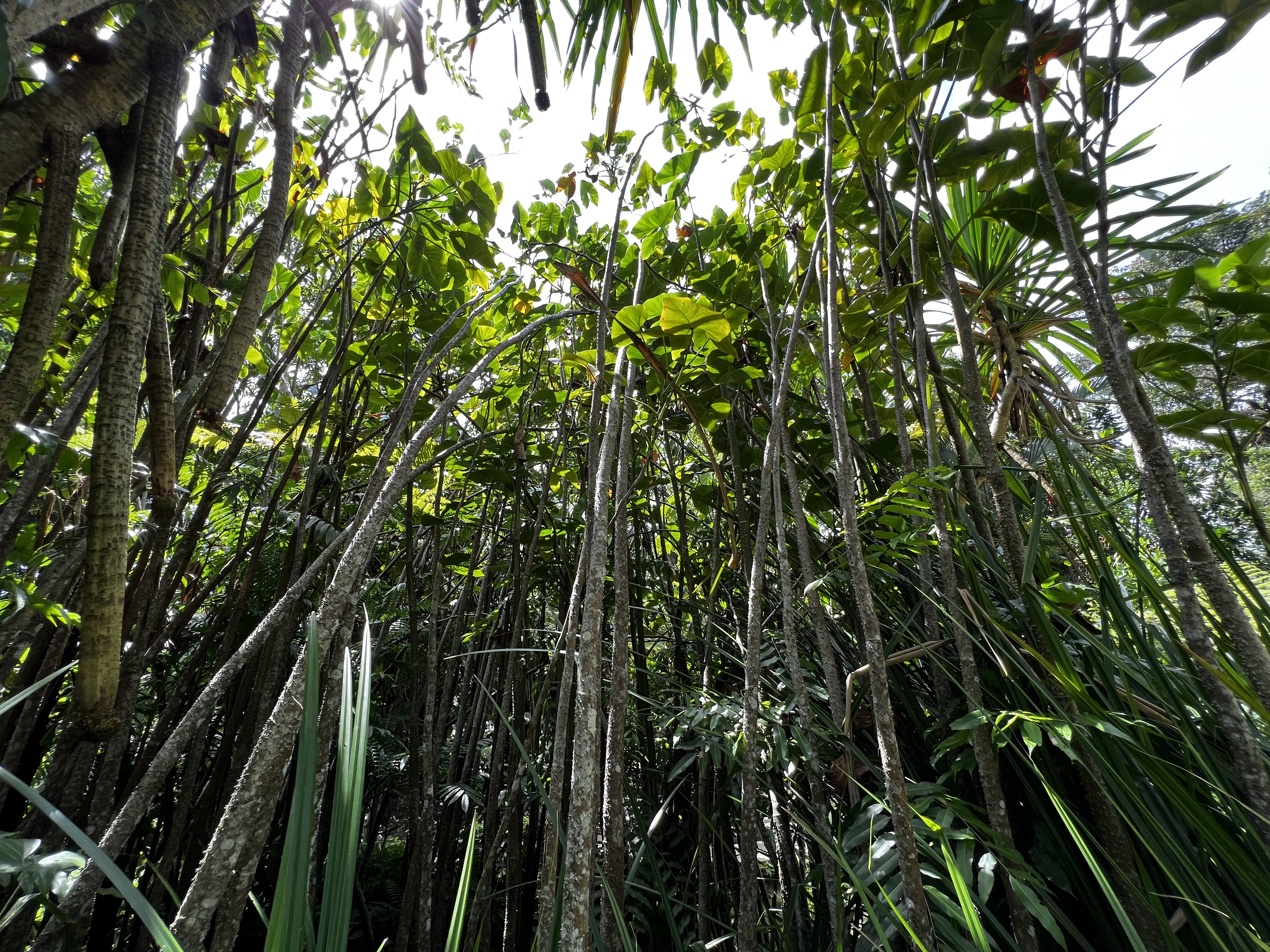 Photo Singapour Jardins botaniques de Singapore 2023-01 68