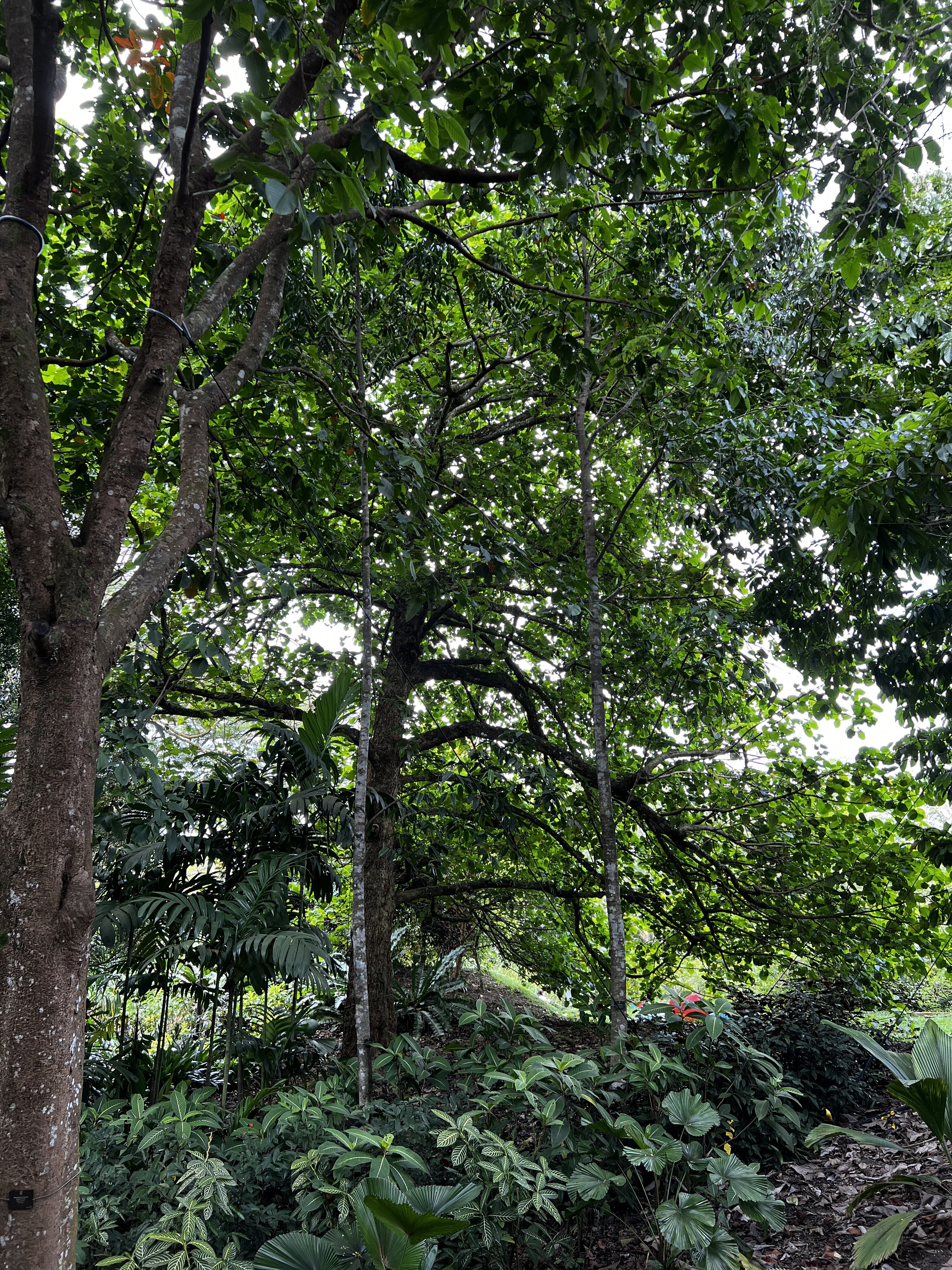 Photo Singapour Jardins botaniques de Singapore 2023-01 7