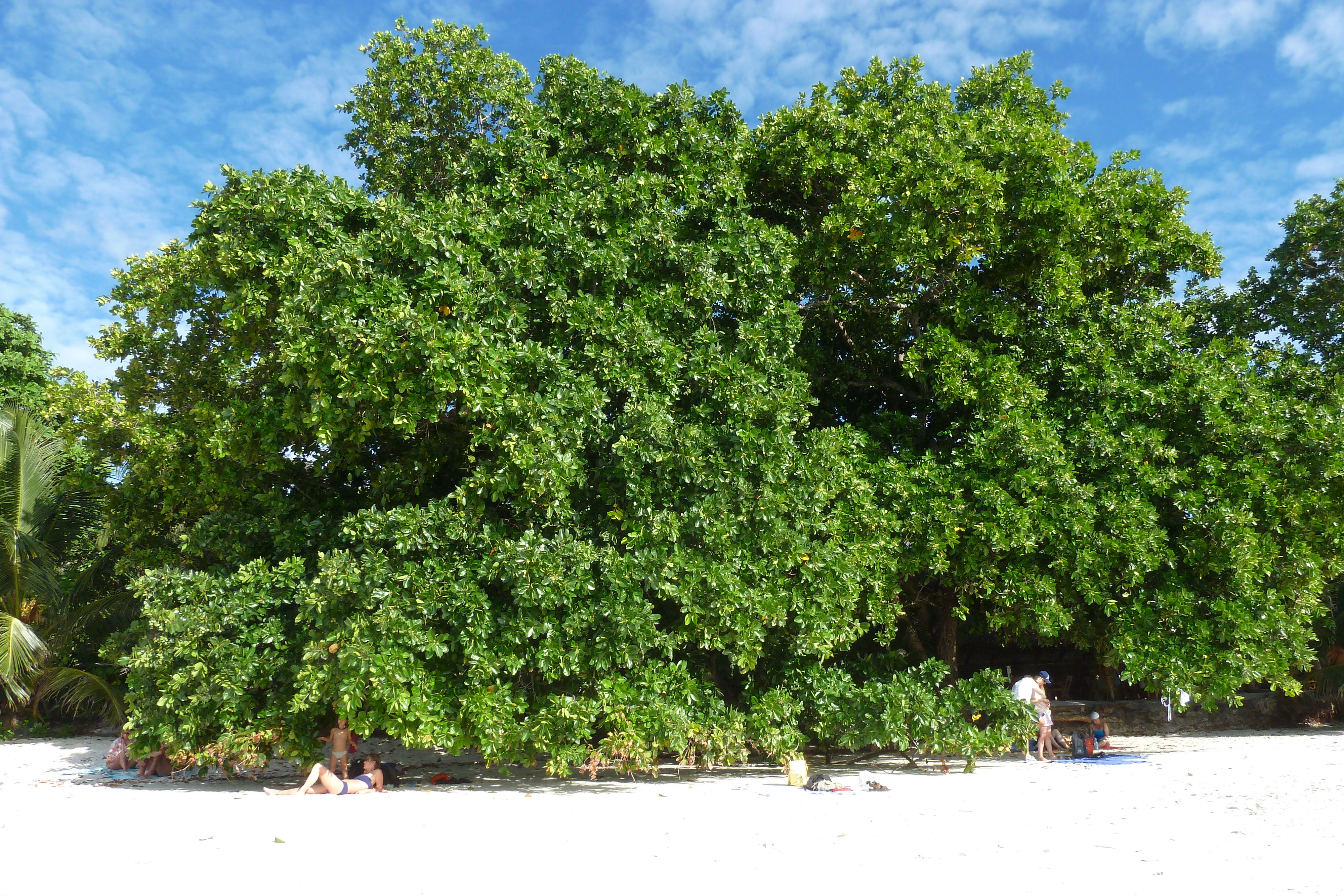 Photo Seychelles Anse Lazio 2011-10 123