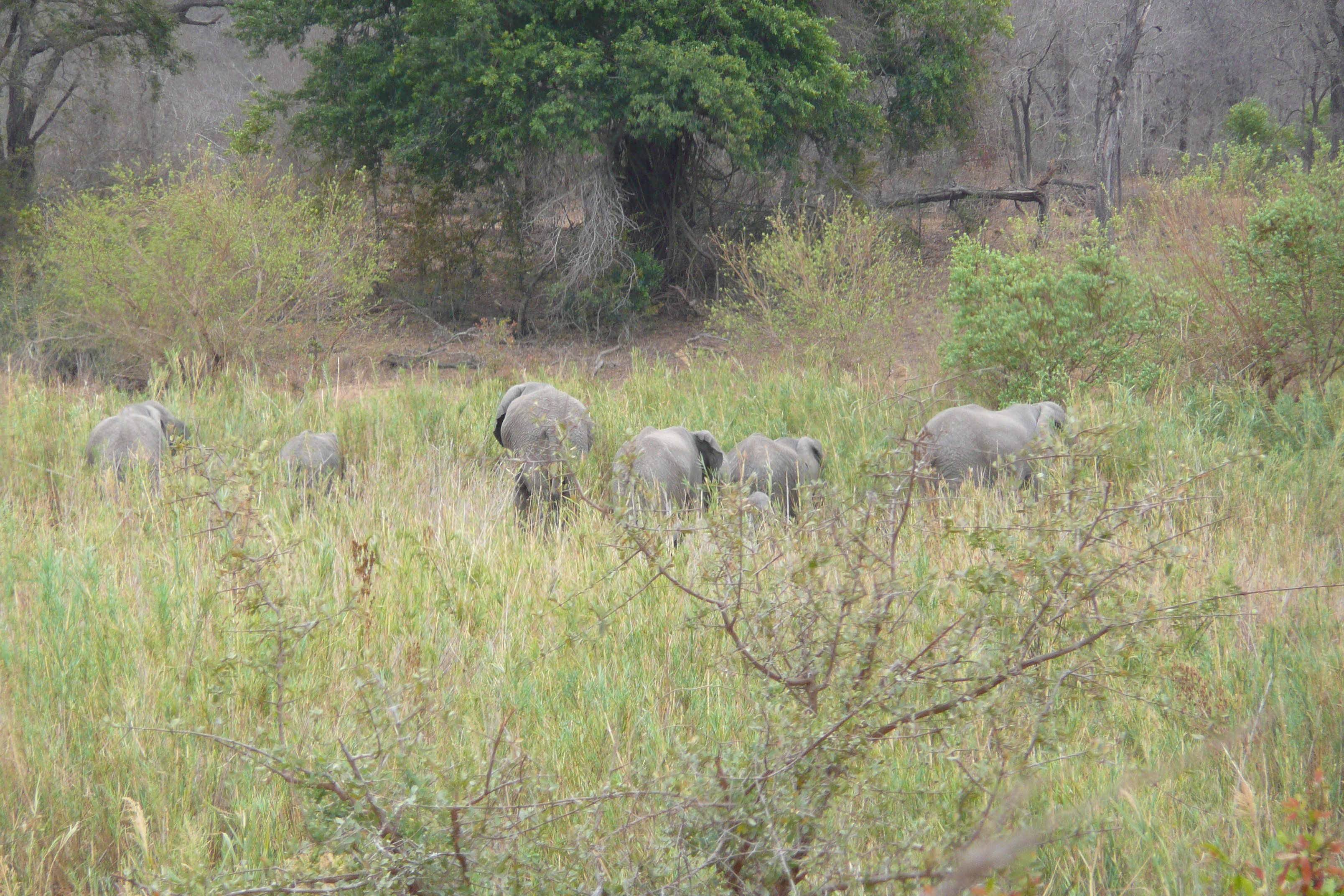 Photo Afrique du Sud Parc National Kruger Rivière Sable 2008-09 74