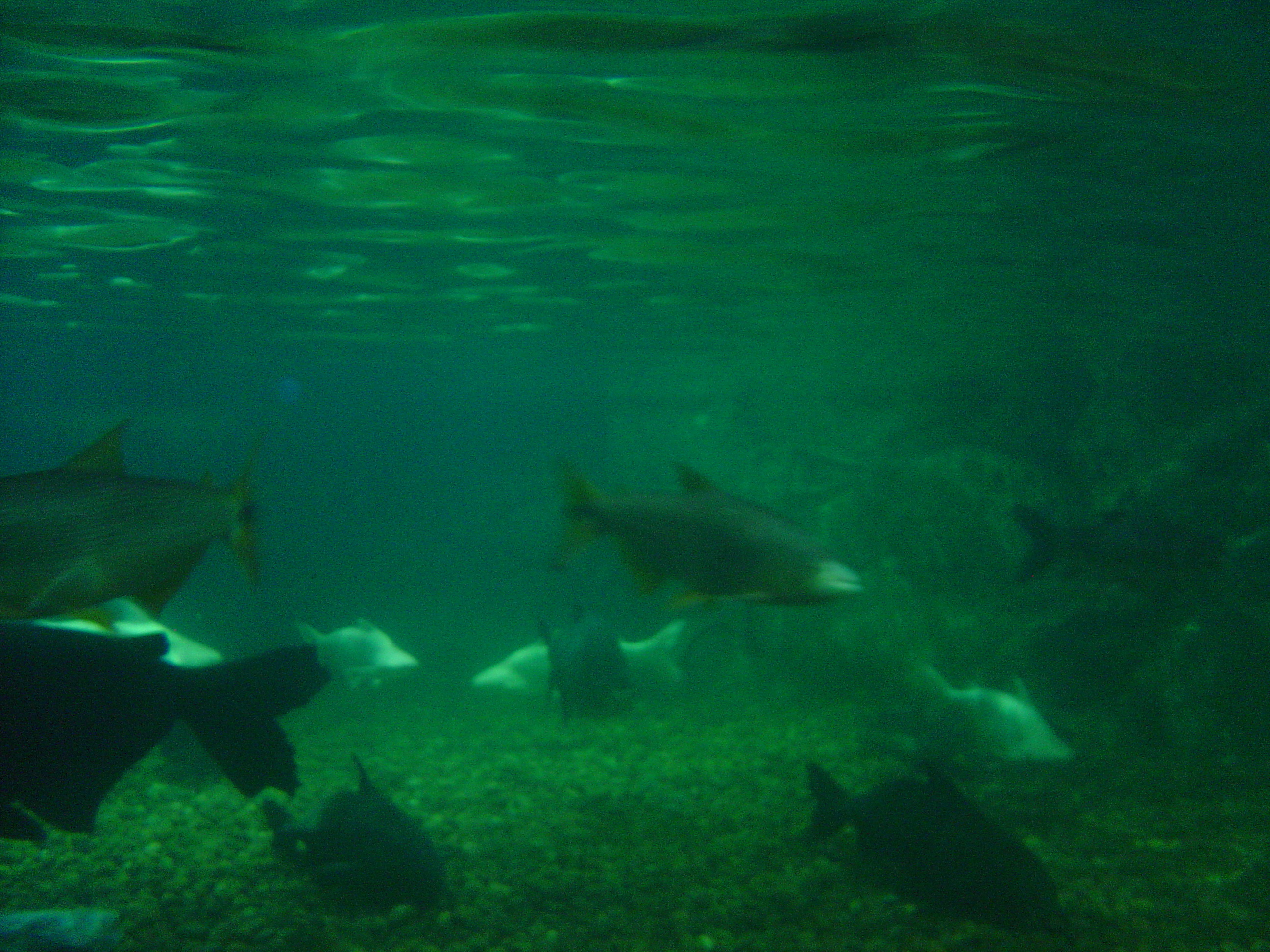 Photo Thaïlande Bangkok Siam Ocean World 2005-12 50