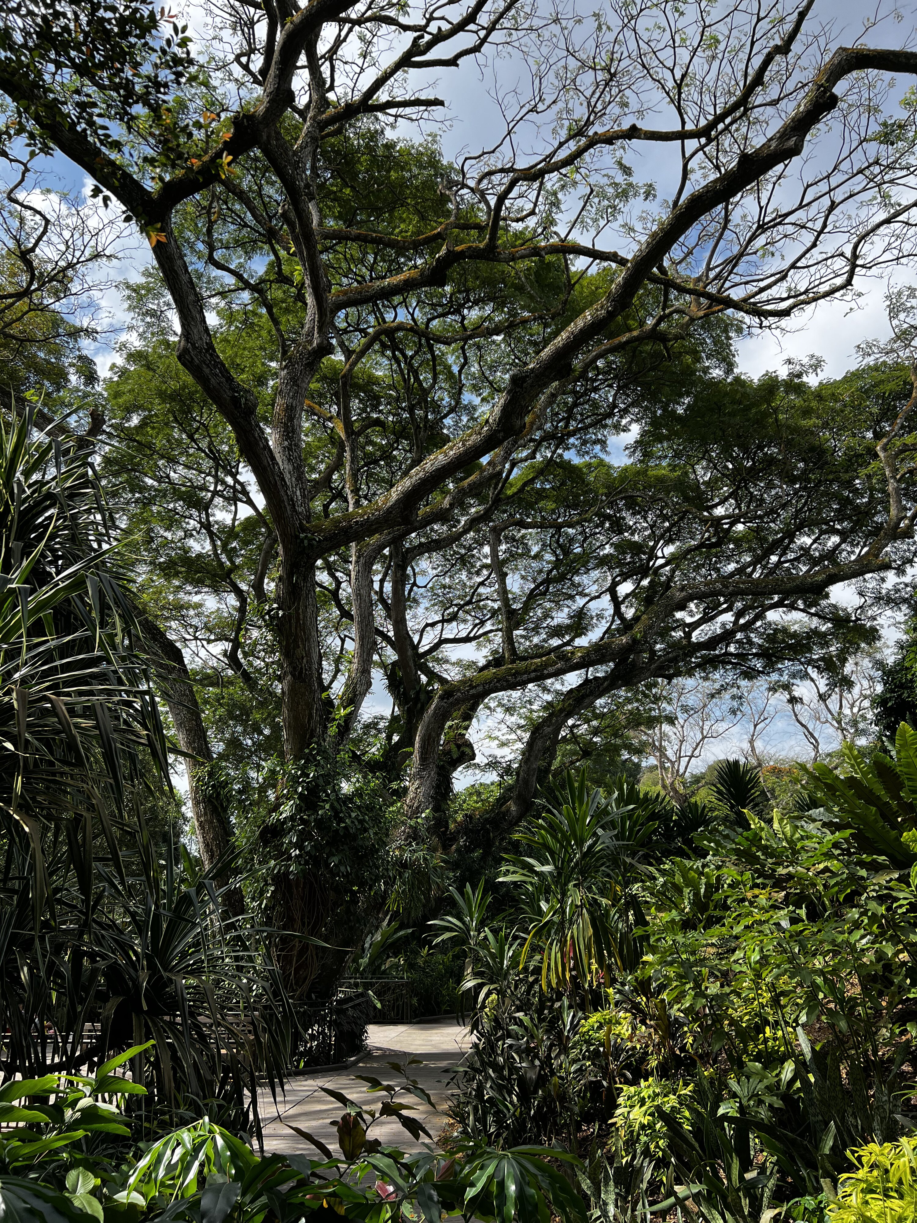 Photo Singapour Jardins botaniques de Singapore 2023-01 31
