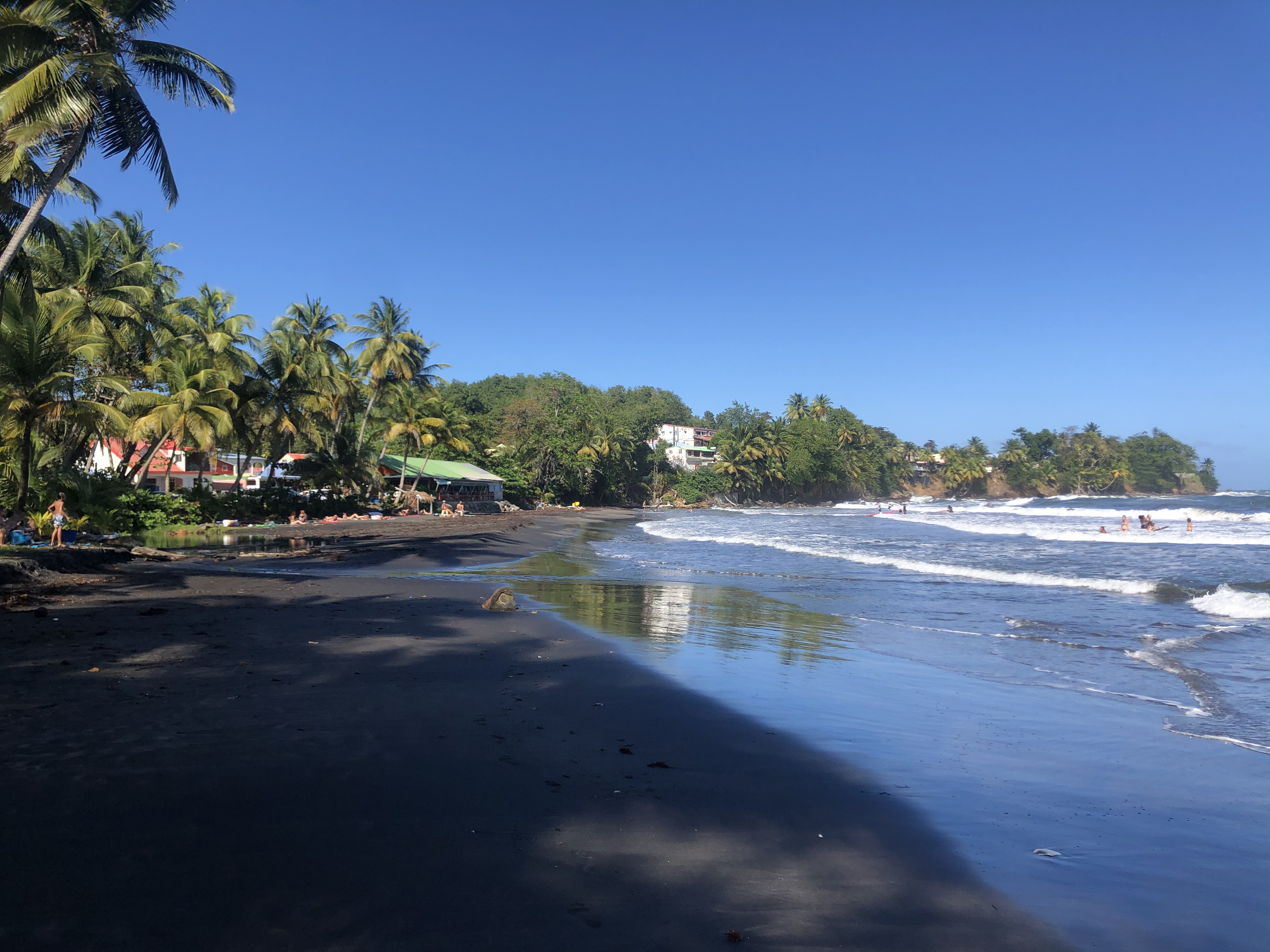 Photo Guadeloupe Bananier 2021-02 12