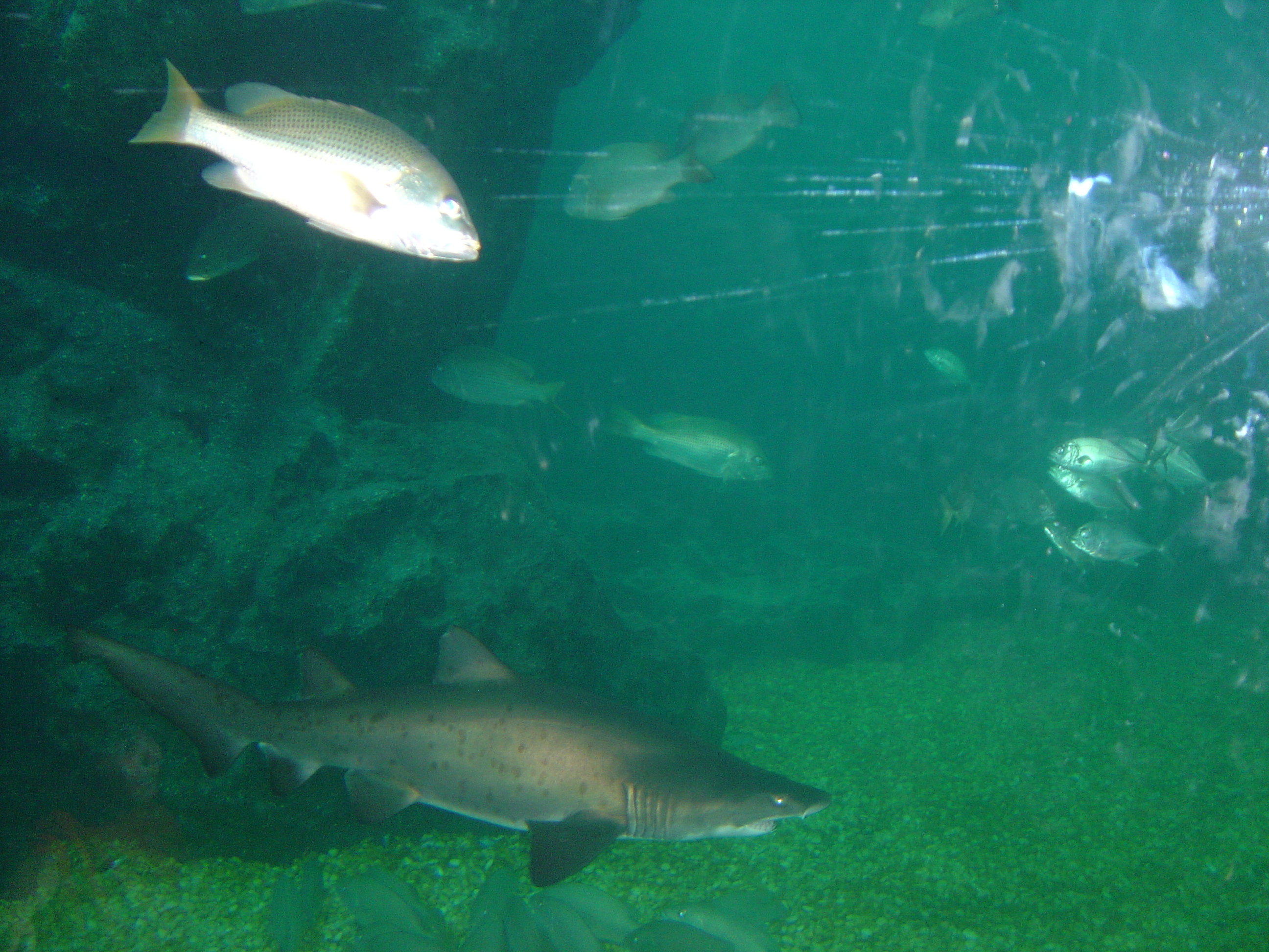 Photo Thaïlande Bangkok Siam Ocean World 2005-12 30