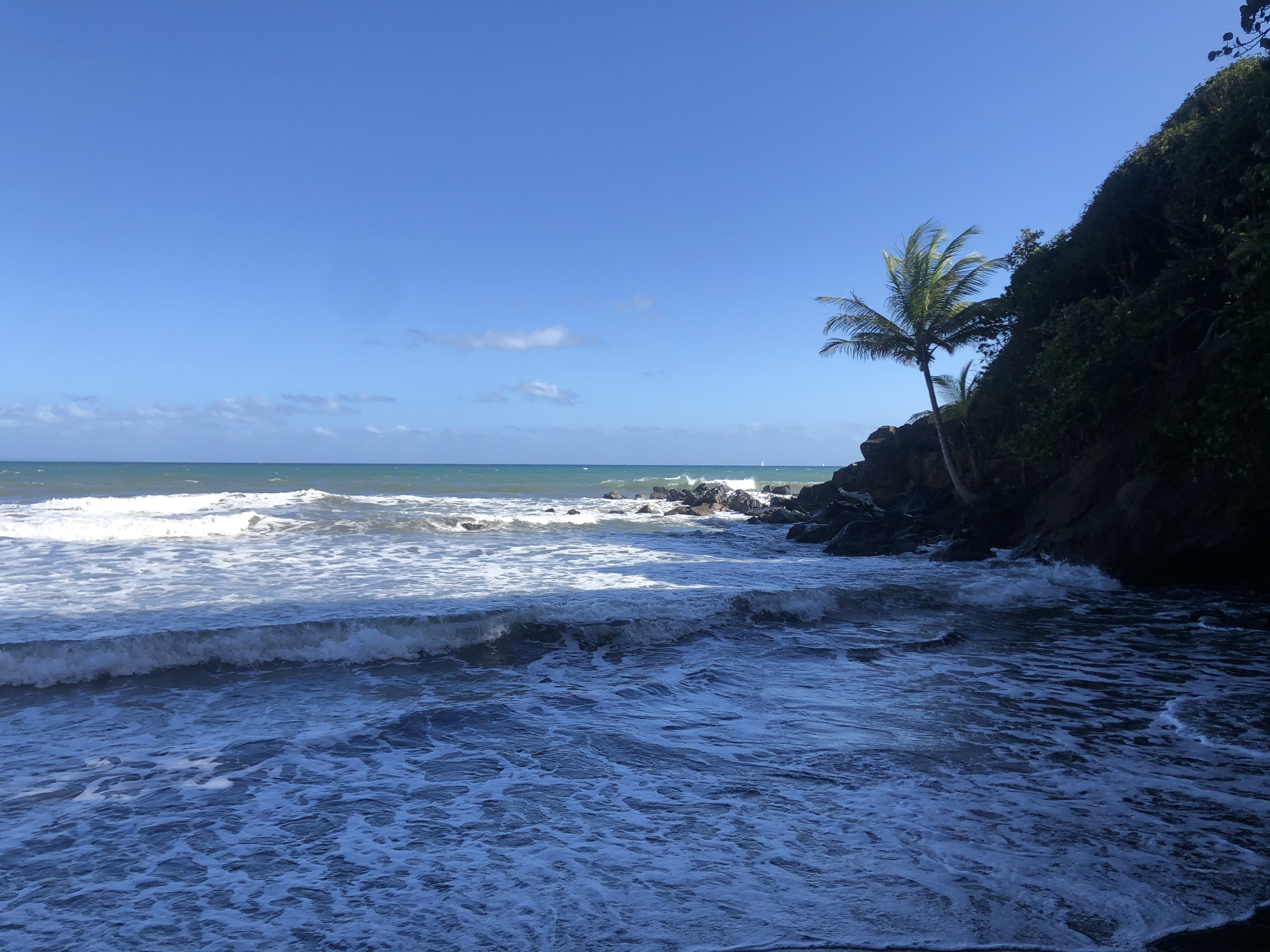 Photo Guadeloupe Bananier 2021-02 6