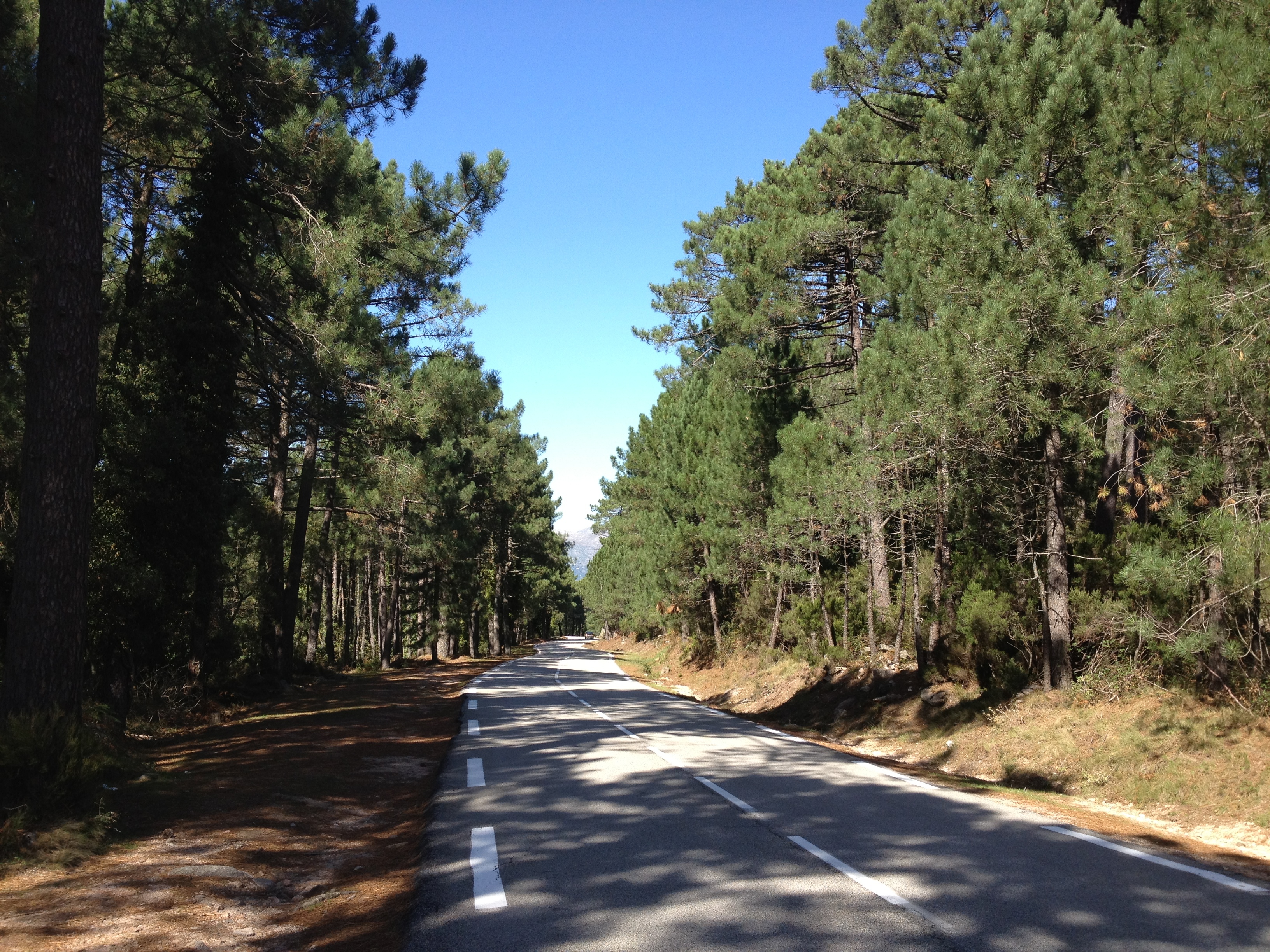 Photo France Corse Forêt de l'Ospedale 2012-09 45