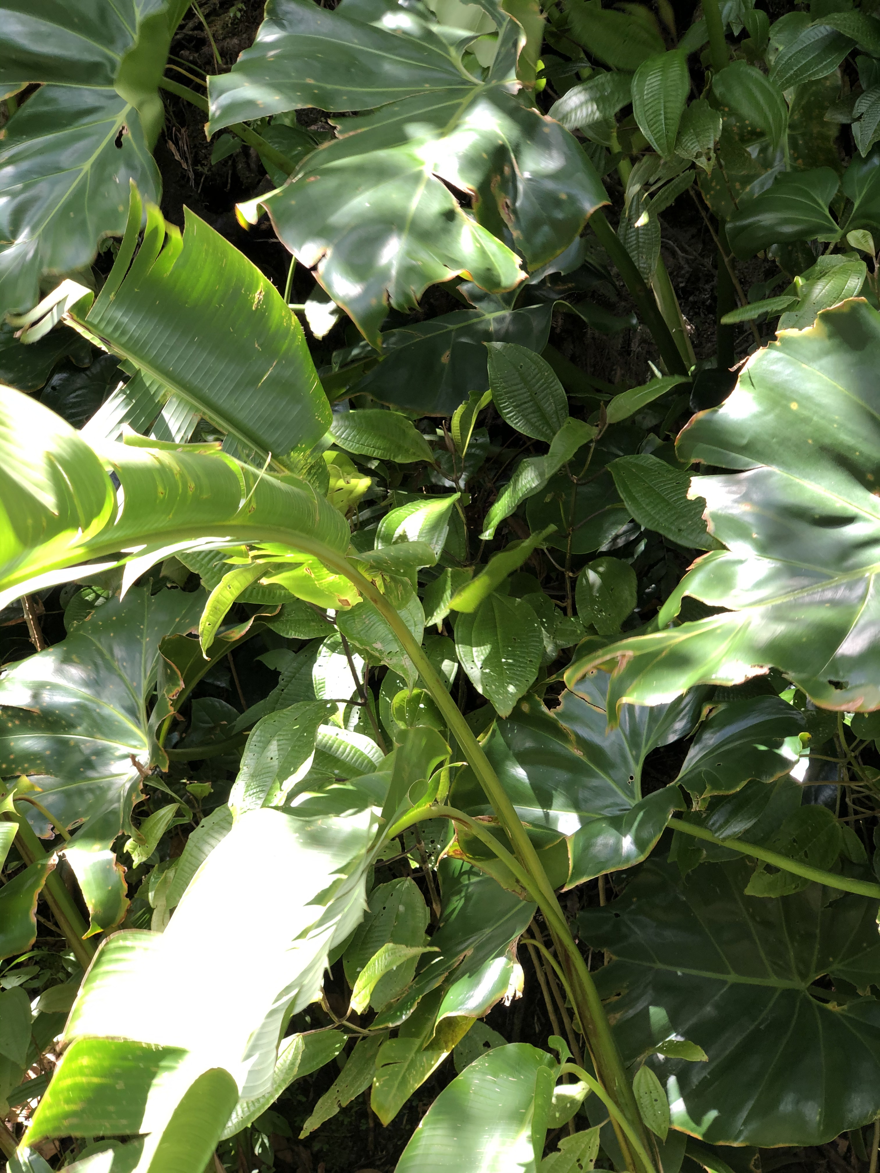 Photo Guadeloupe La Grande Soufrière 2021-02 45