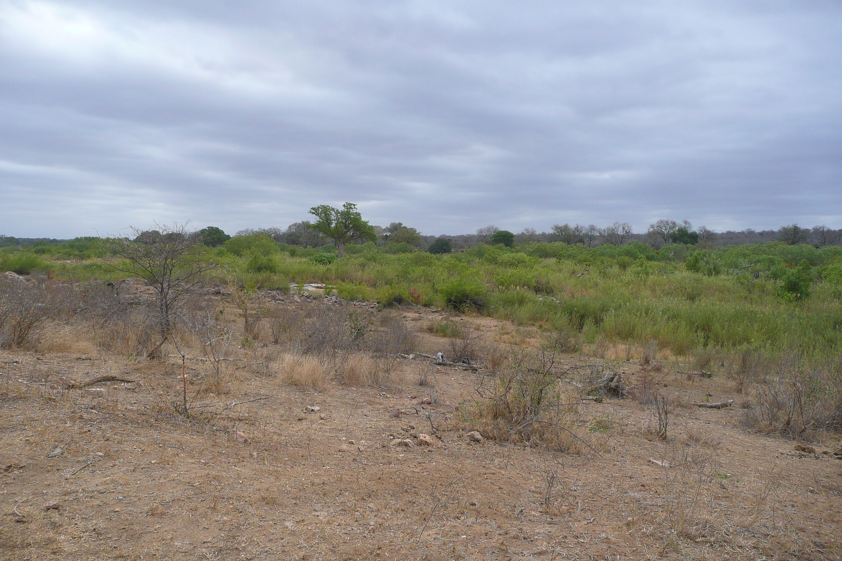 Photo Afrique du Sud Parc National Kruger Rivière Sable 2008-09 75