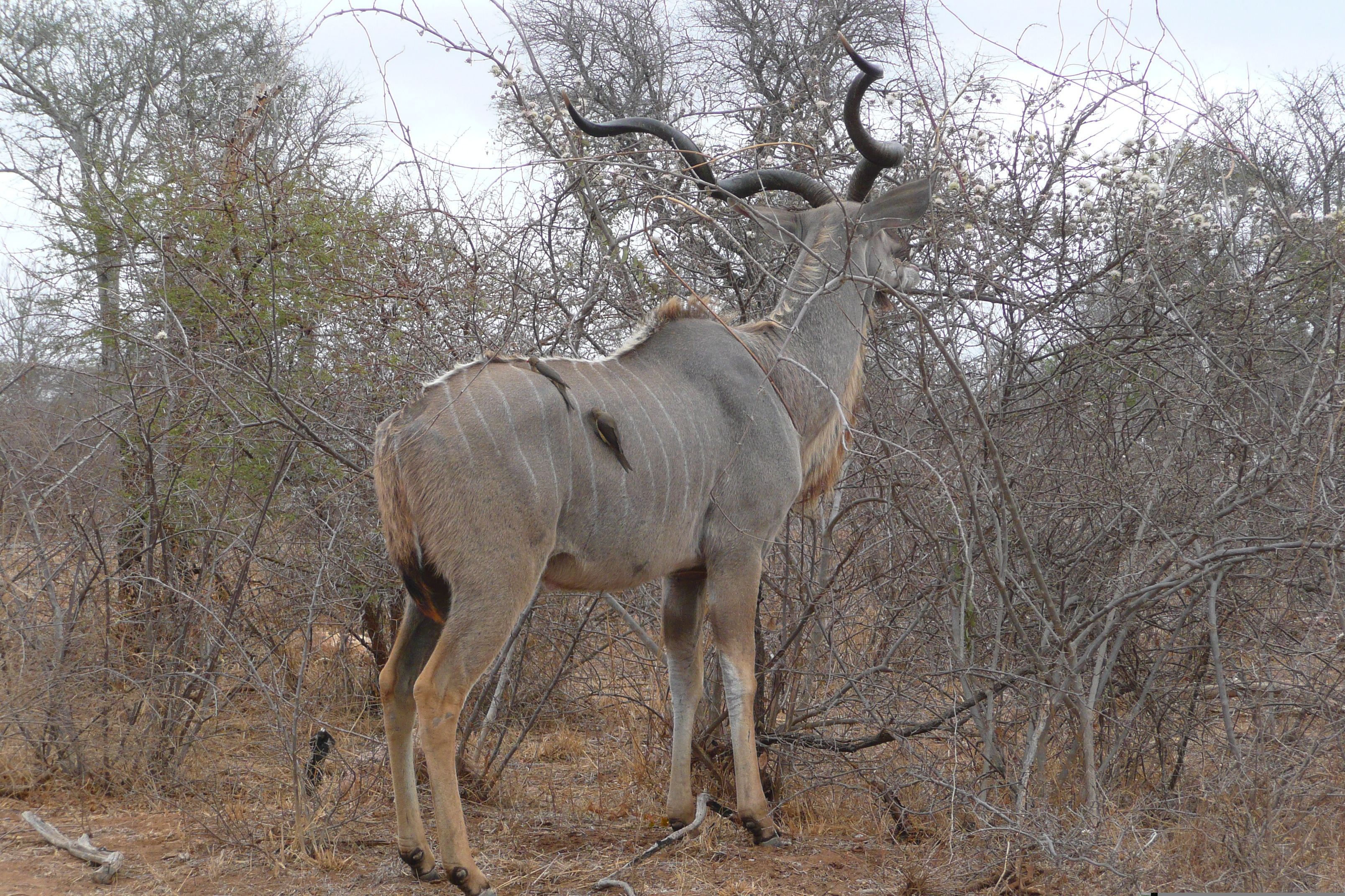 Photo Afrique du Sud Parc National Kruger Rivière Sable 2008-09 85