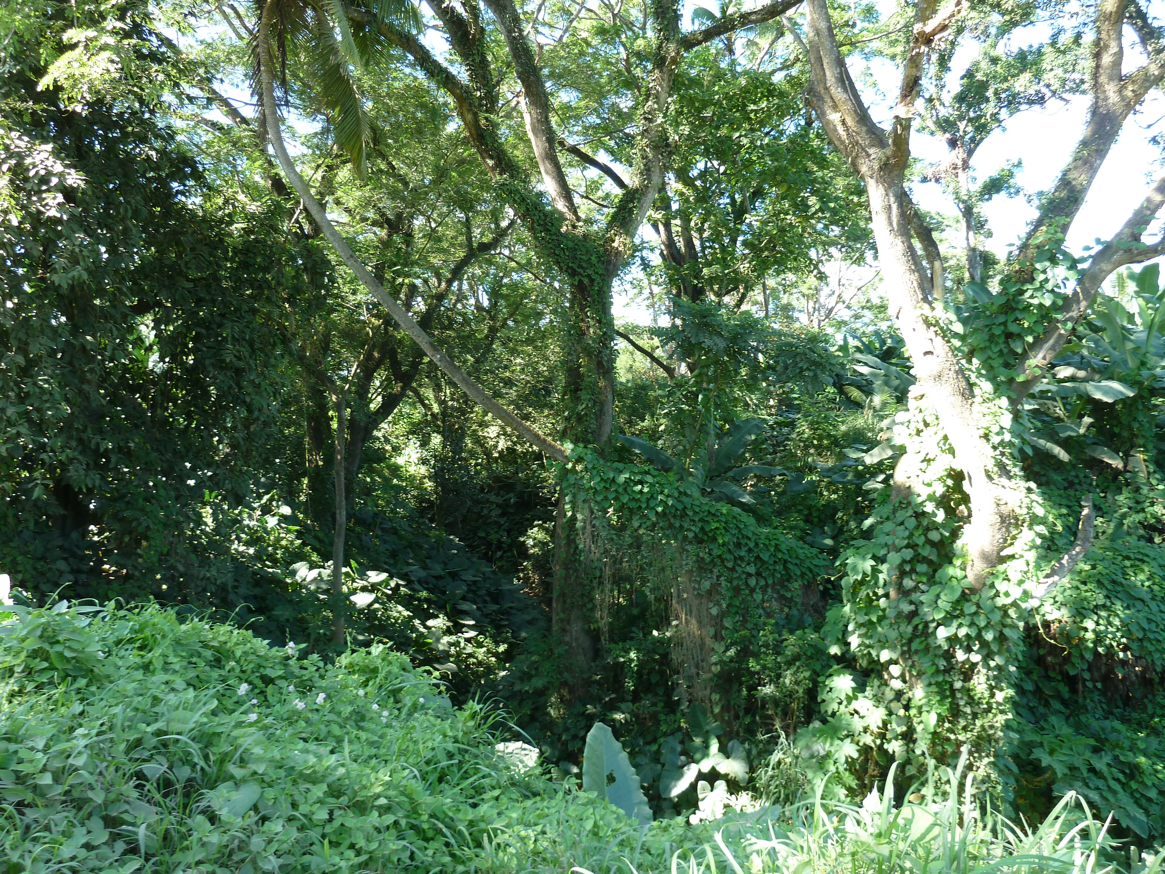 Photo Îles Fidji Rivière Sigatoka 2010-05 85