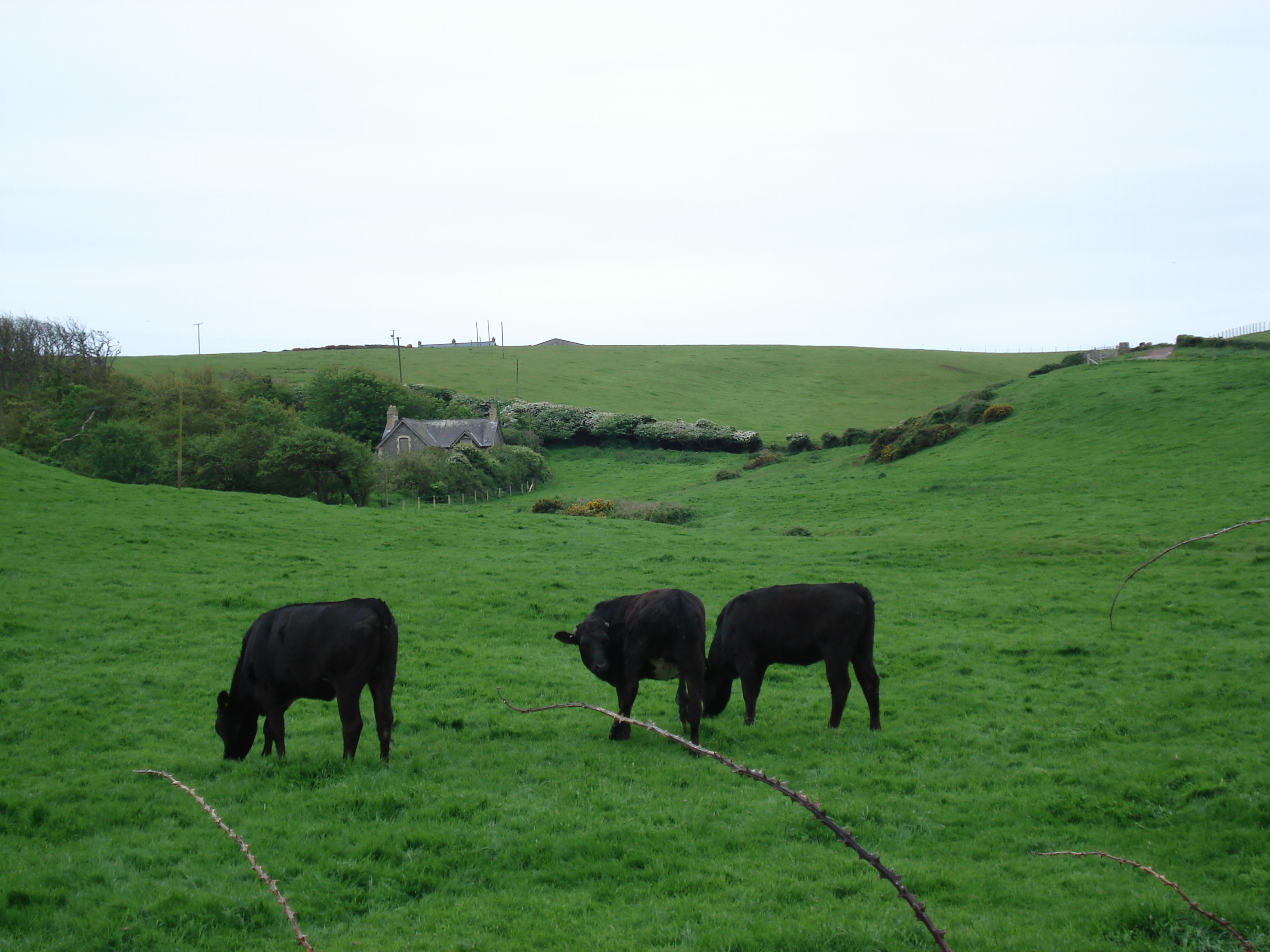 Photo Royaume-Uni Pembrokeshire Dale 2006-05 8