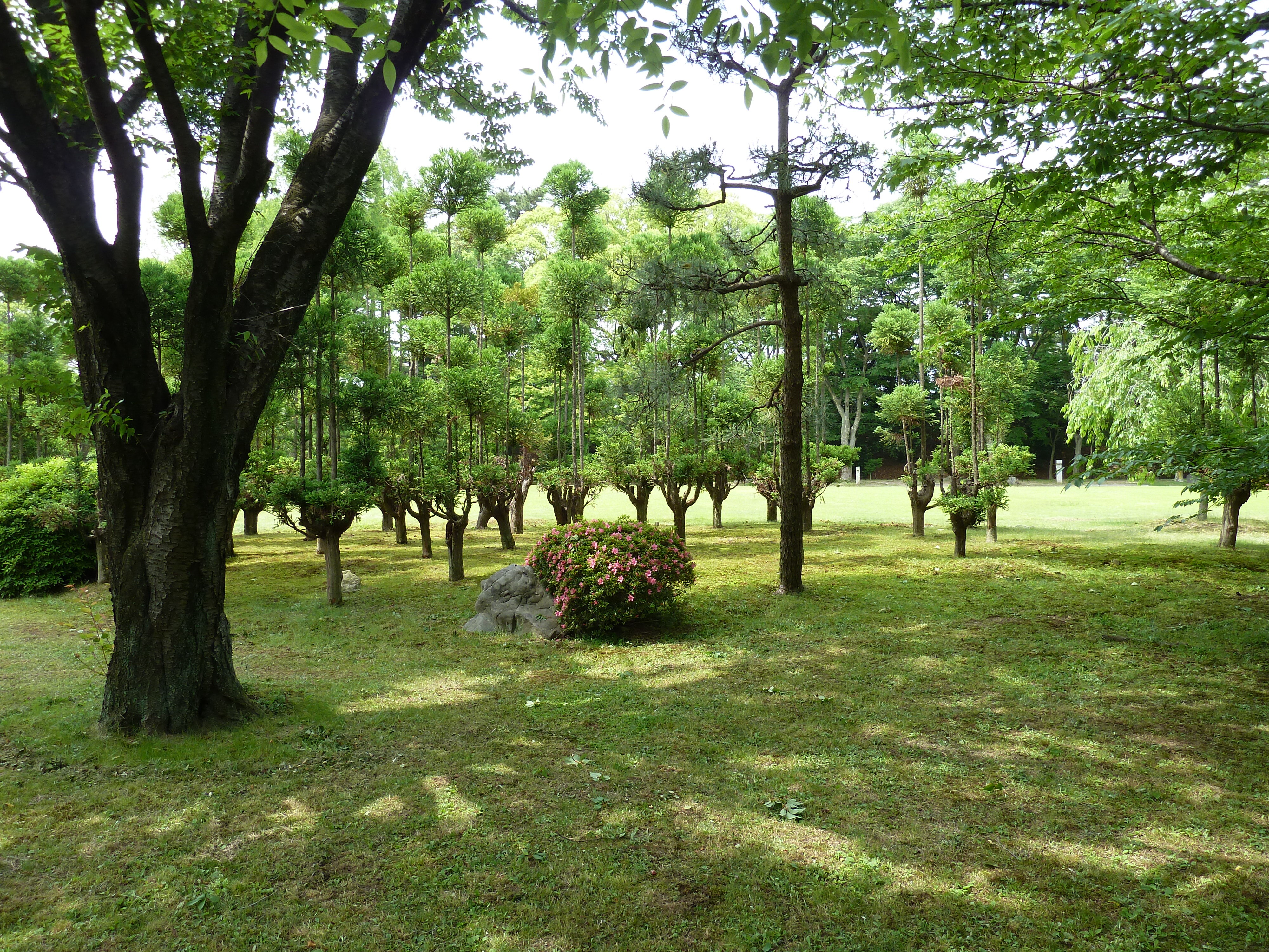 Photo Japon Kyoto Château Nijo 2010-06 11
