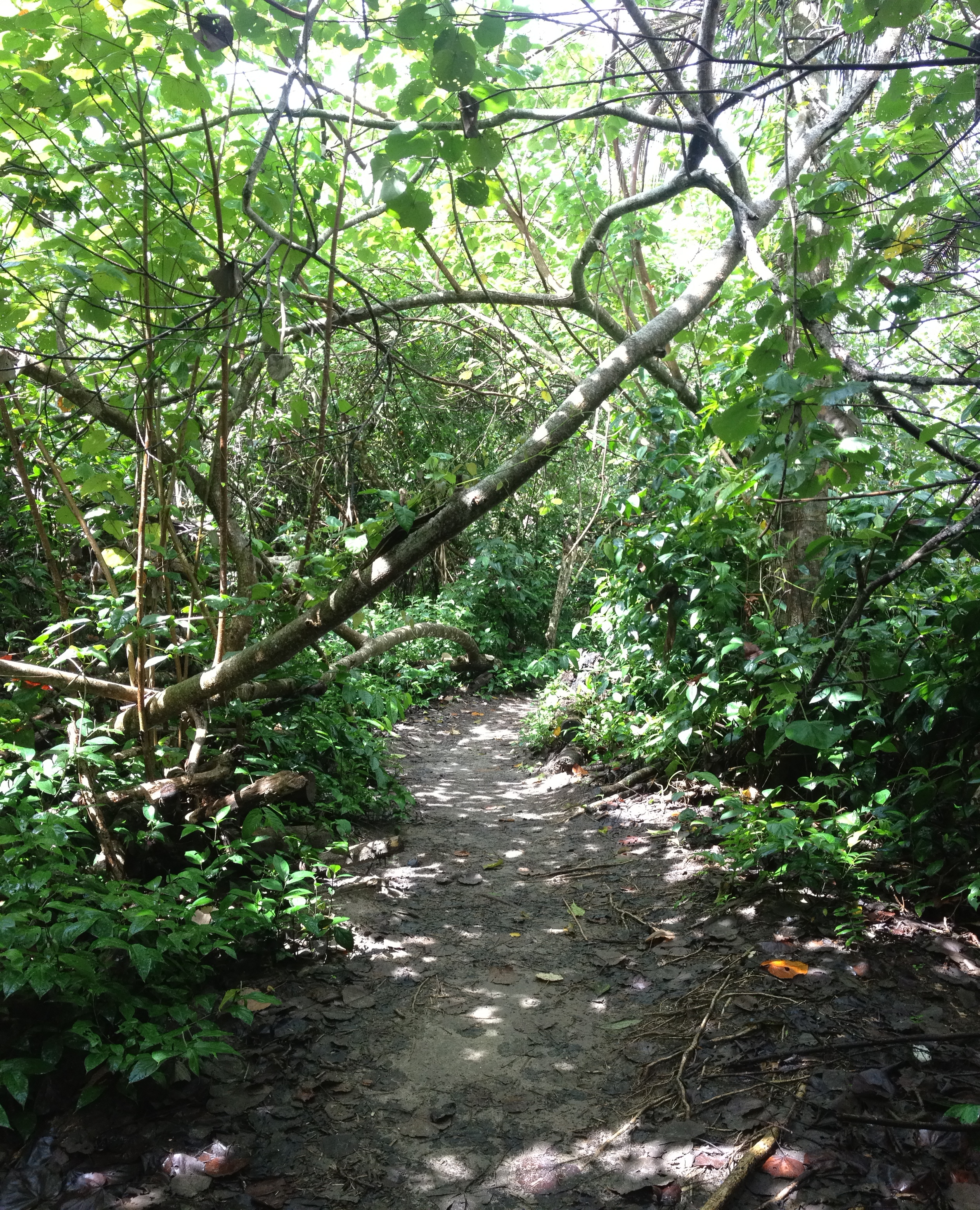 Photo Costa Rica Cahuita 2015-03 1