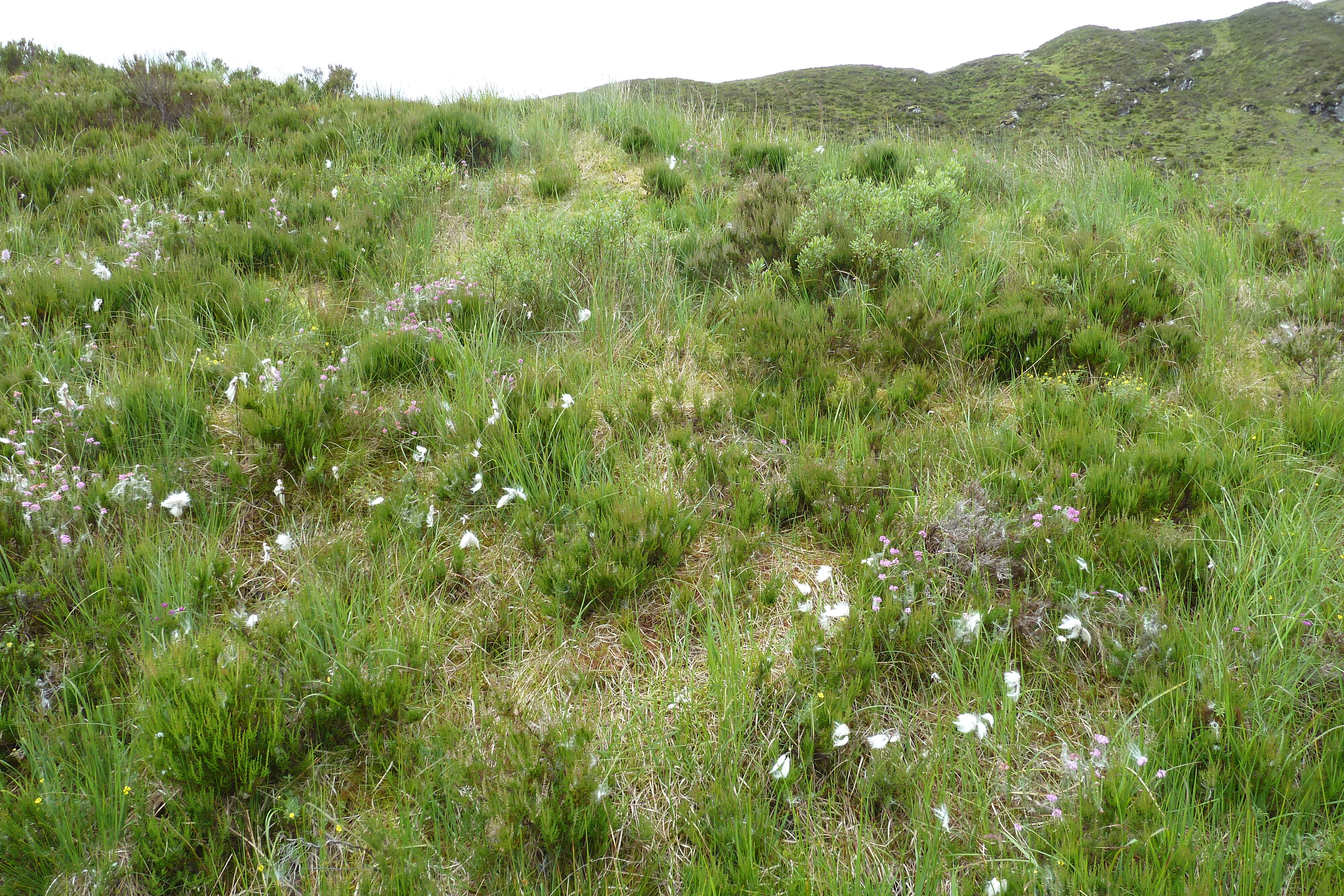 Photo Royaume-Uni Écosse Loch Maree 2011-07 41