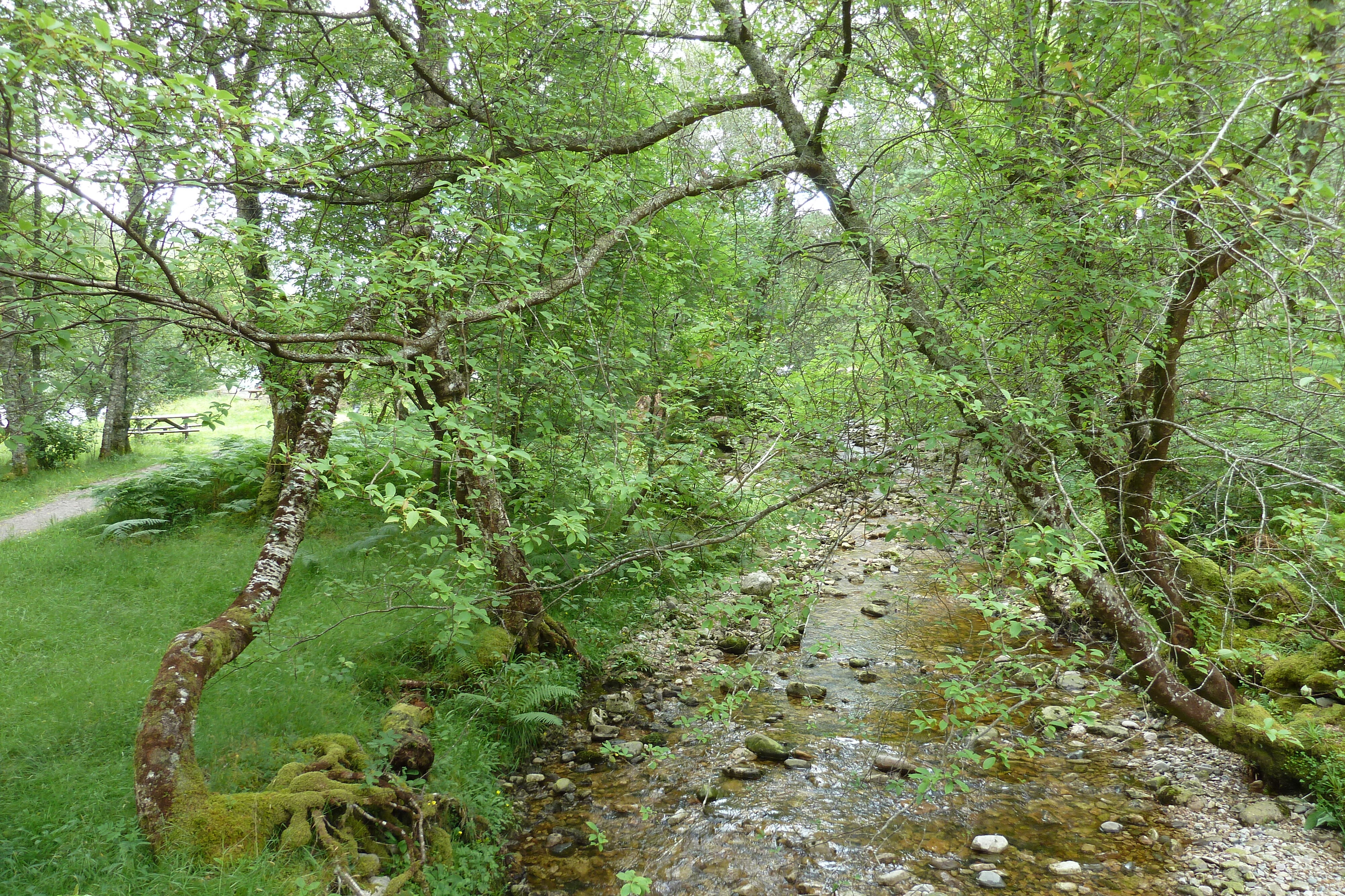 Photo Royaume-Uni Écosse Loch Maree 2011-07 26