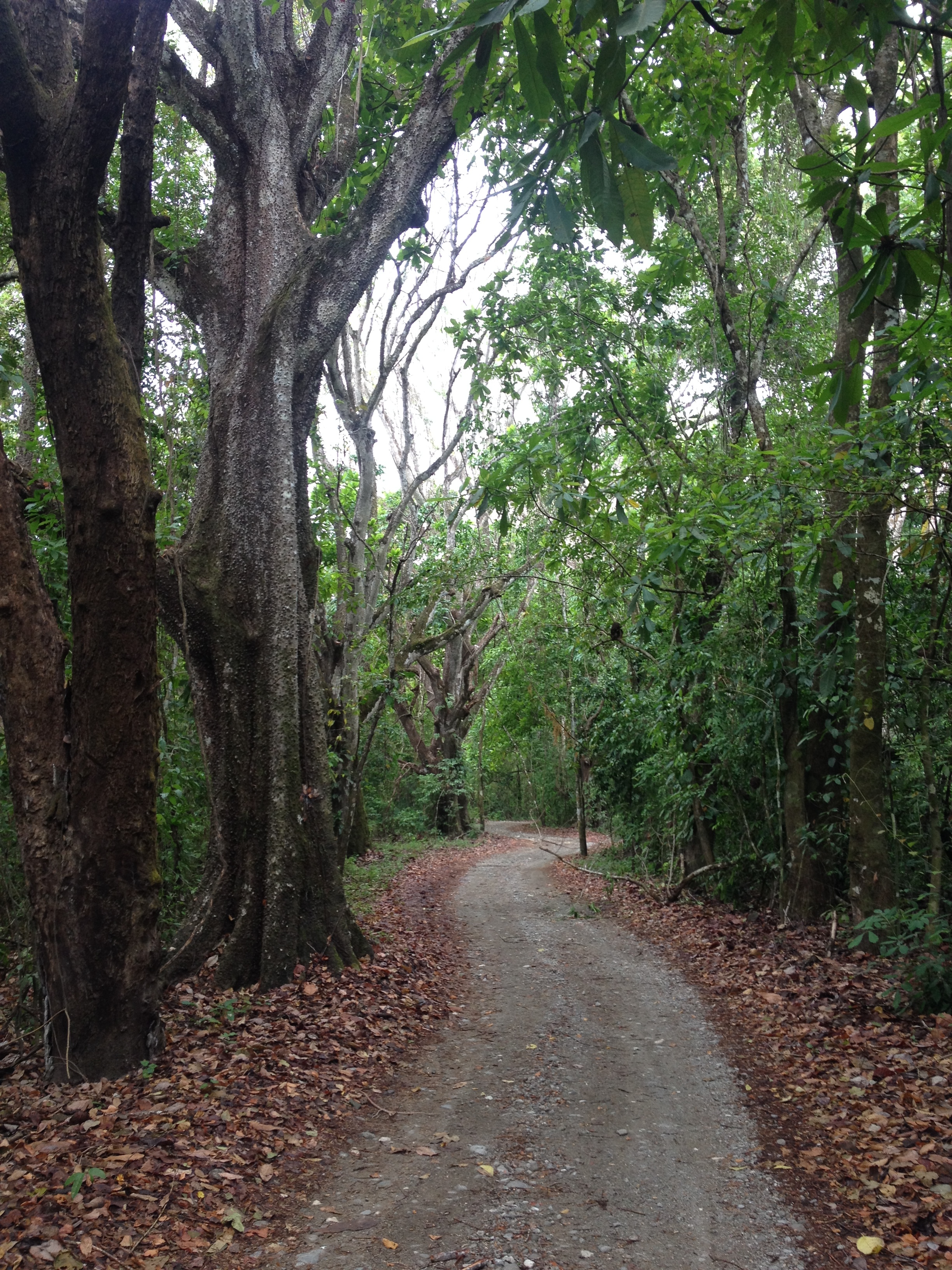 Photo Costa Rica Montezuma 2015-03 303