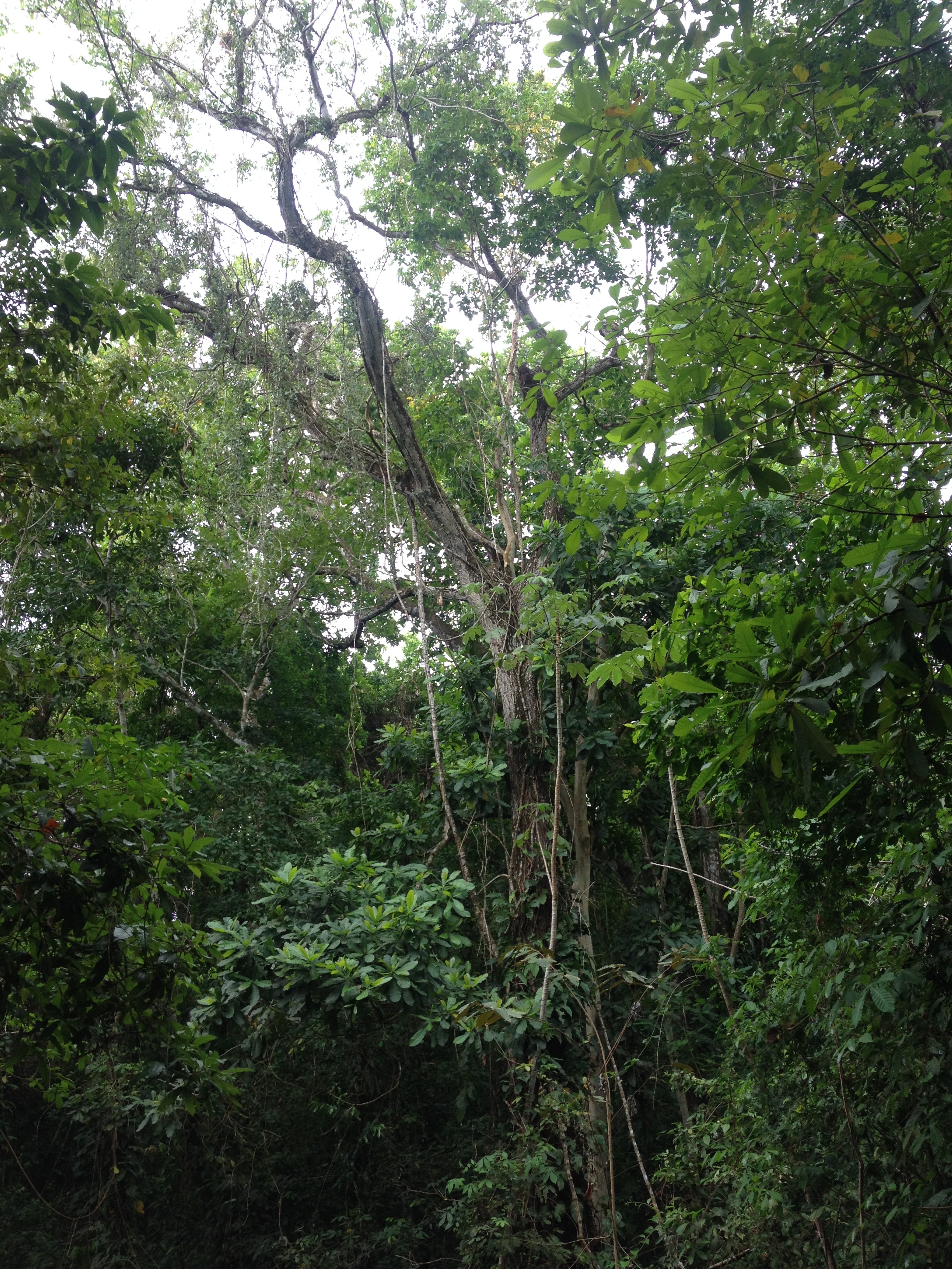 Photo Costa Rica Montezuma 2015-03 349