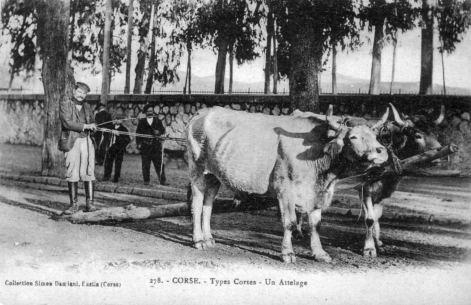 Photo France Corse Cartes postales anciennes 1900-01 6