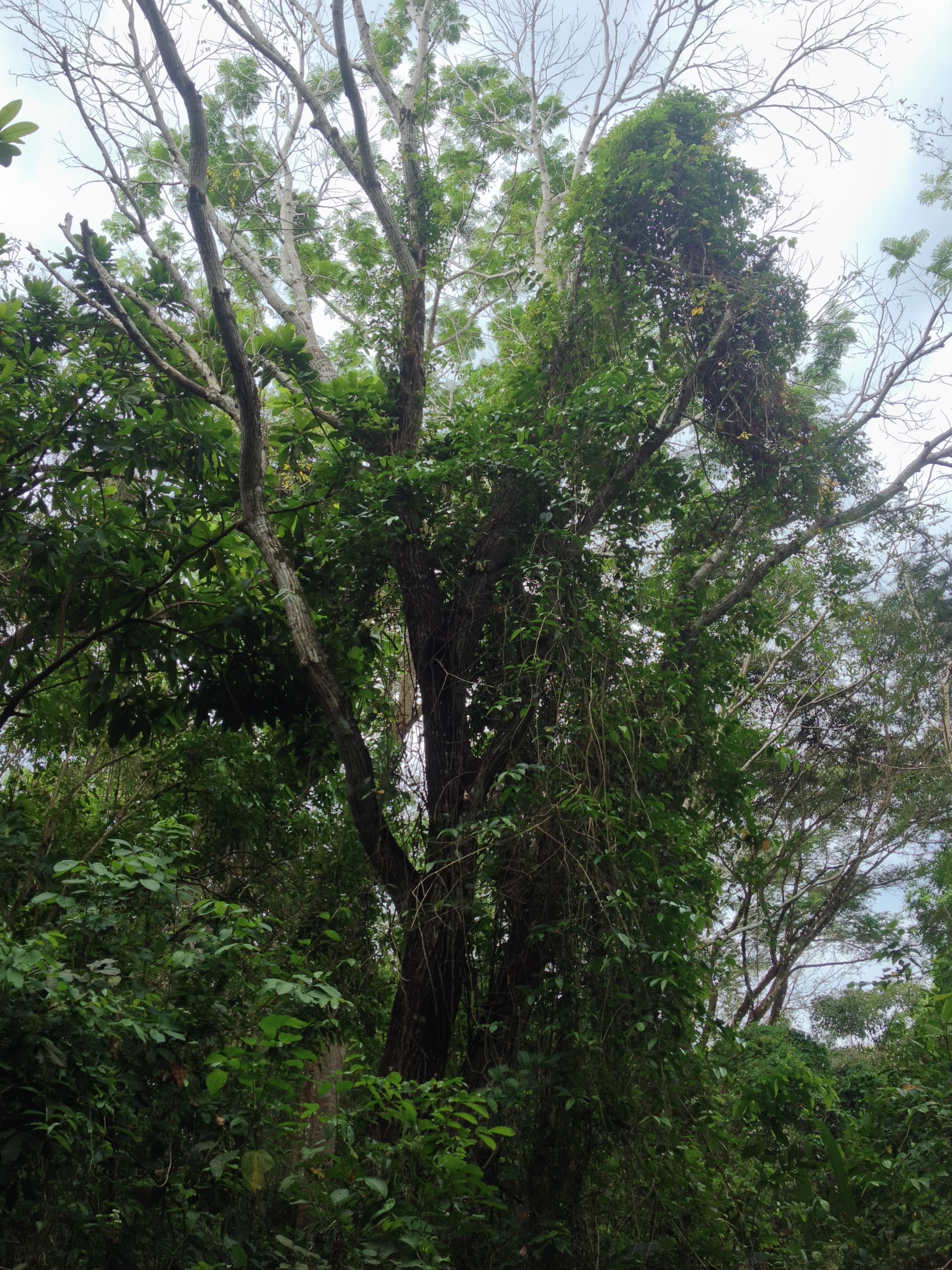 Photo Costa Rica Montezuma 2015-03 297
