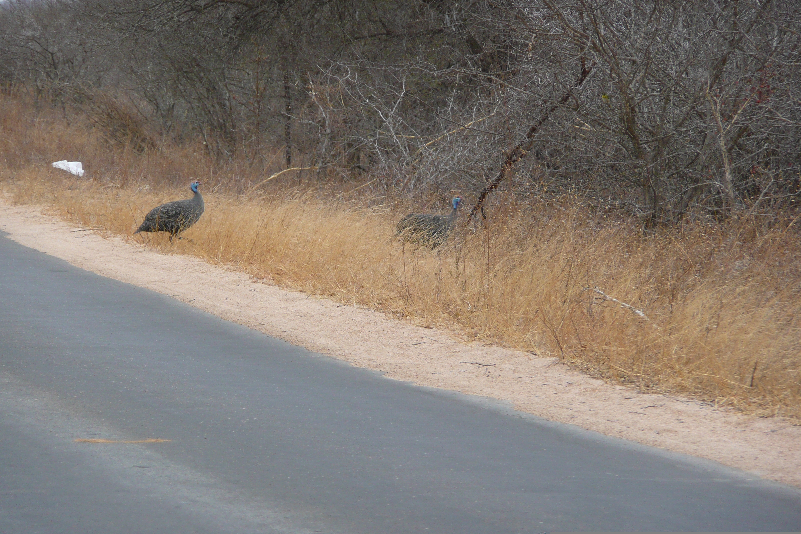 Photo Afrique du Sud Parc National Kruger Rivière Sable 2008-09 29