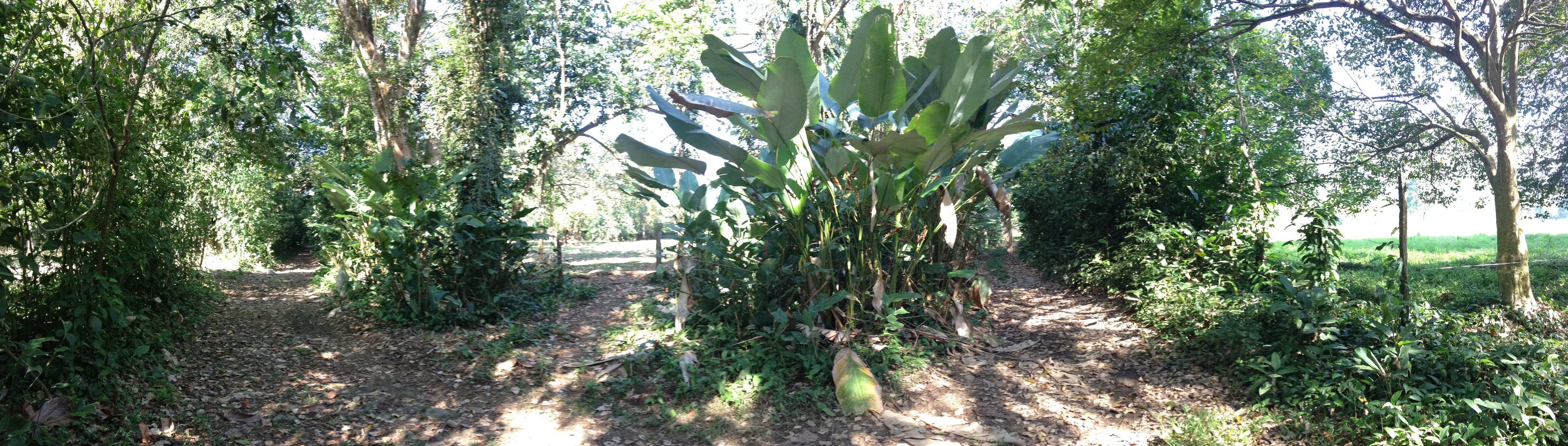 Photo Costa Rica Uvita 2015-03 97