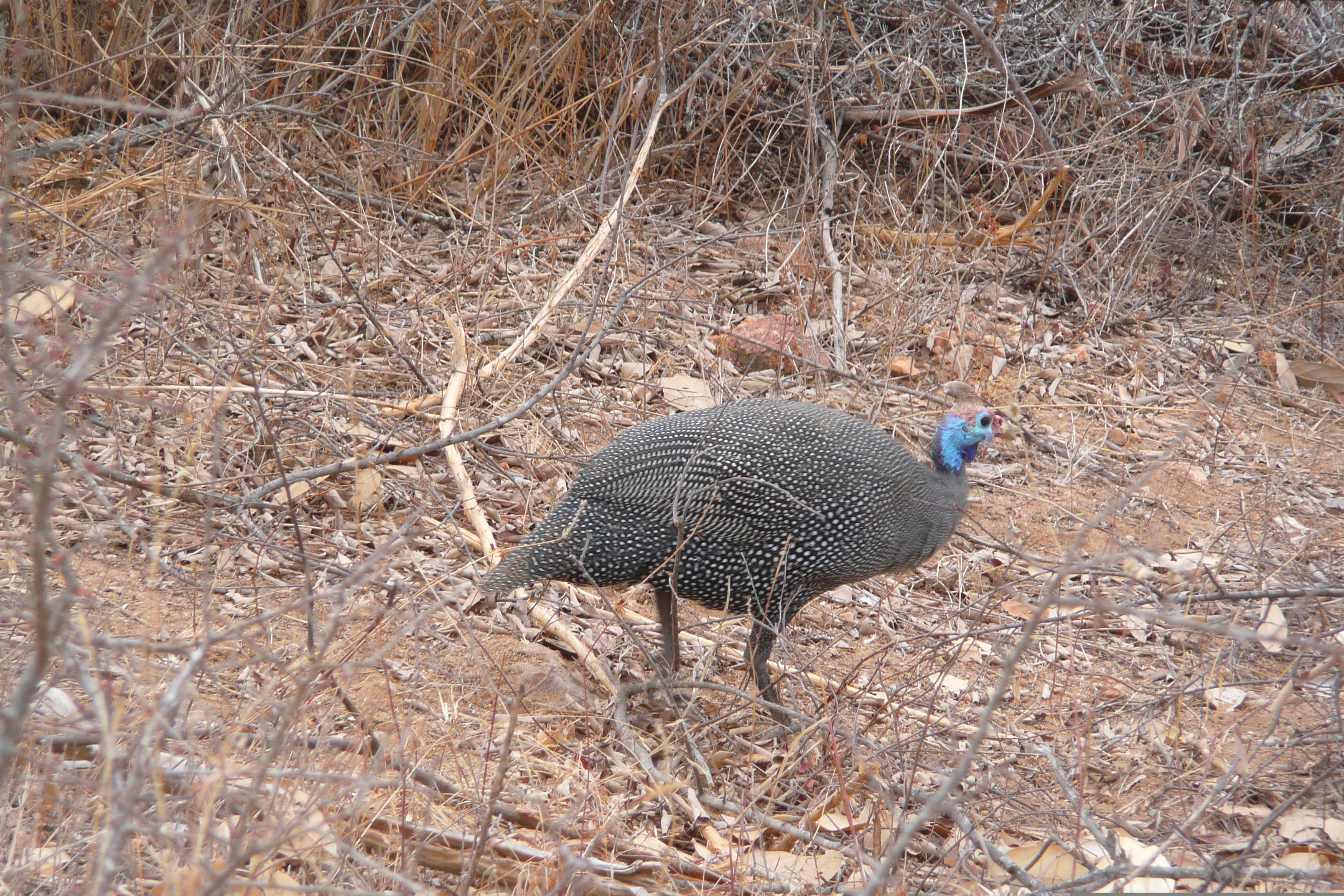 Photo Afrique du Sud Parc National Kruger Rivière Sable 2008-09 5
