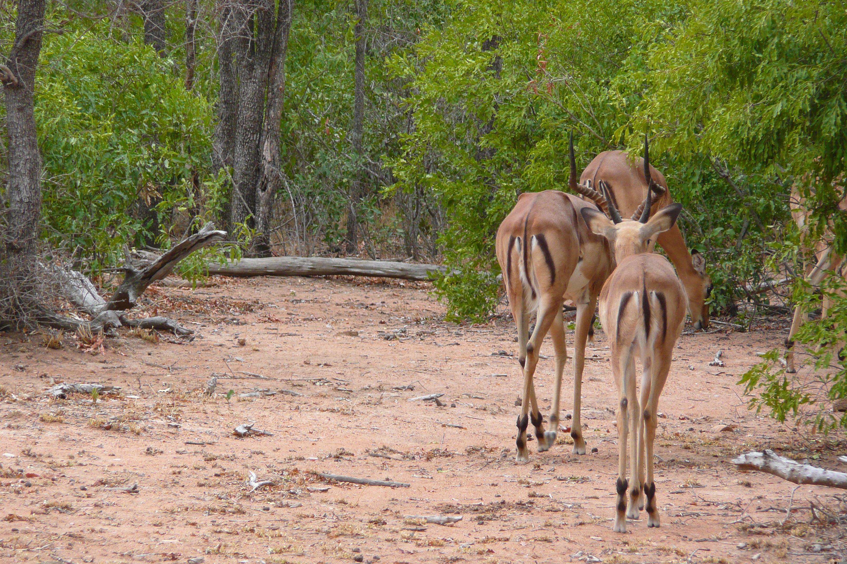 Photo Afrique du Sud Parc National Kruger 2008-09 105
