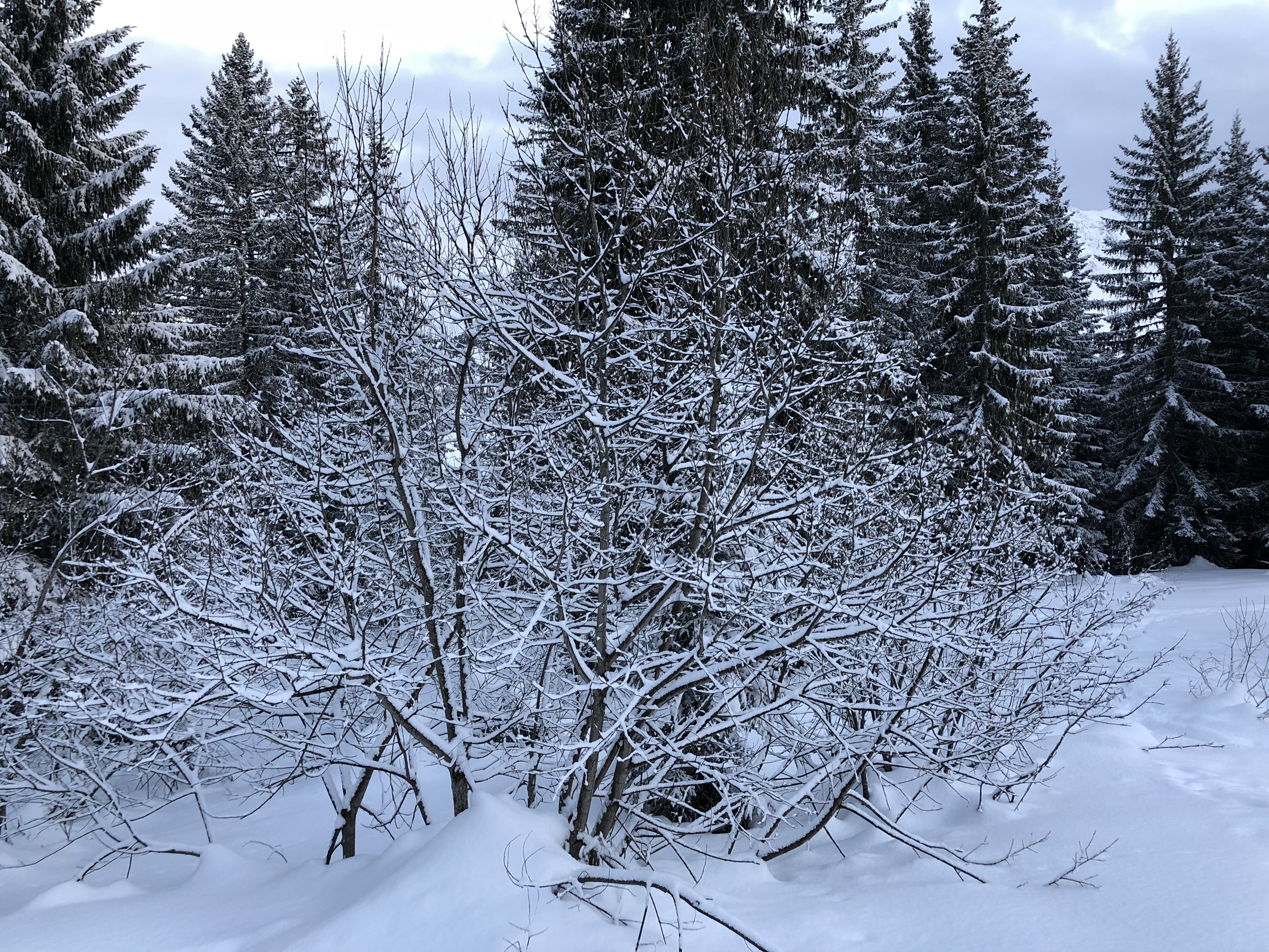 Photo France La Clusaz 2017-12 42
