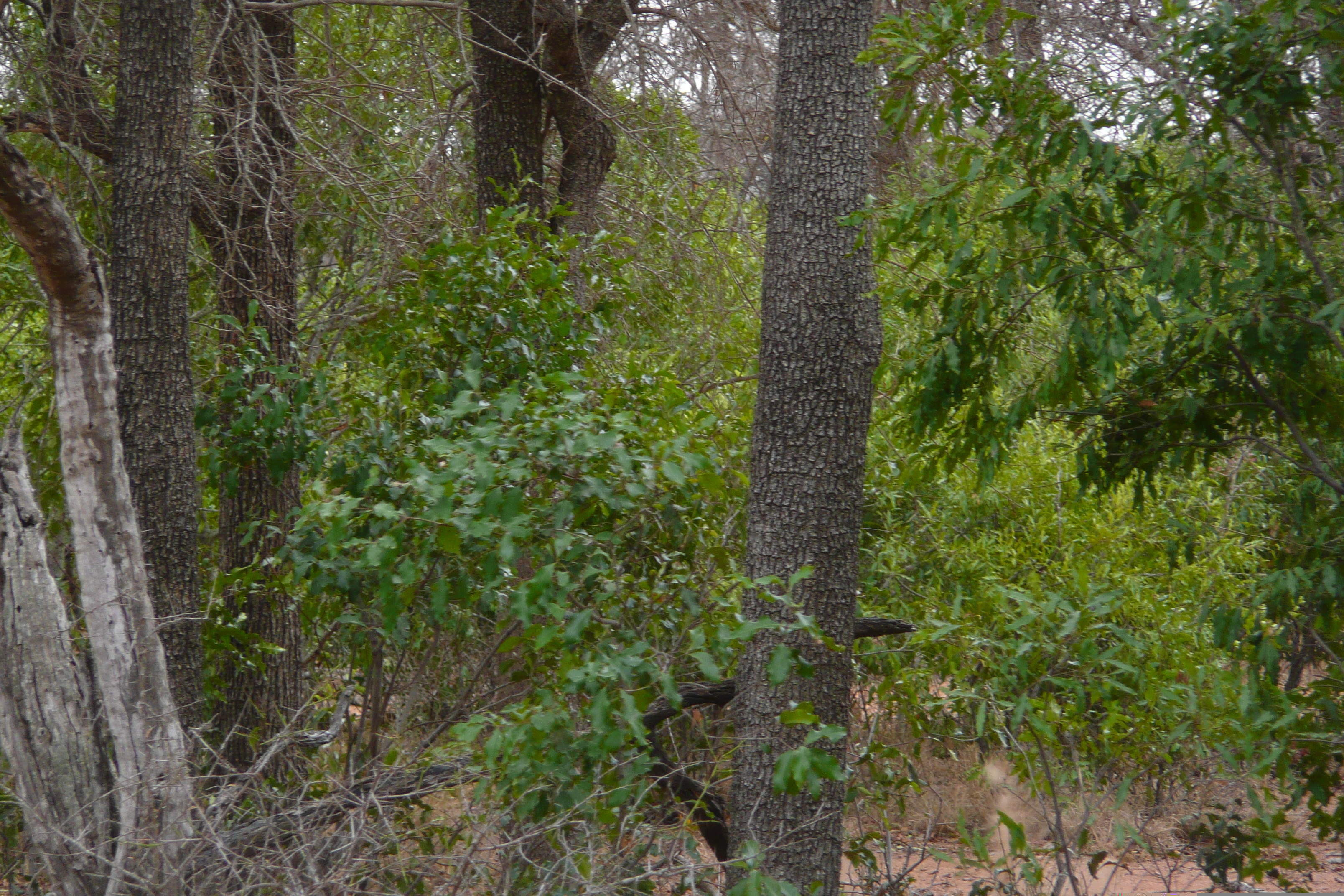 Photo Afrique du Sud Parc National Kruger 2008-09 135