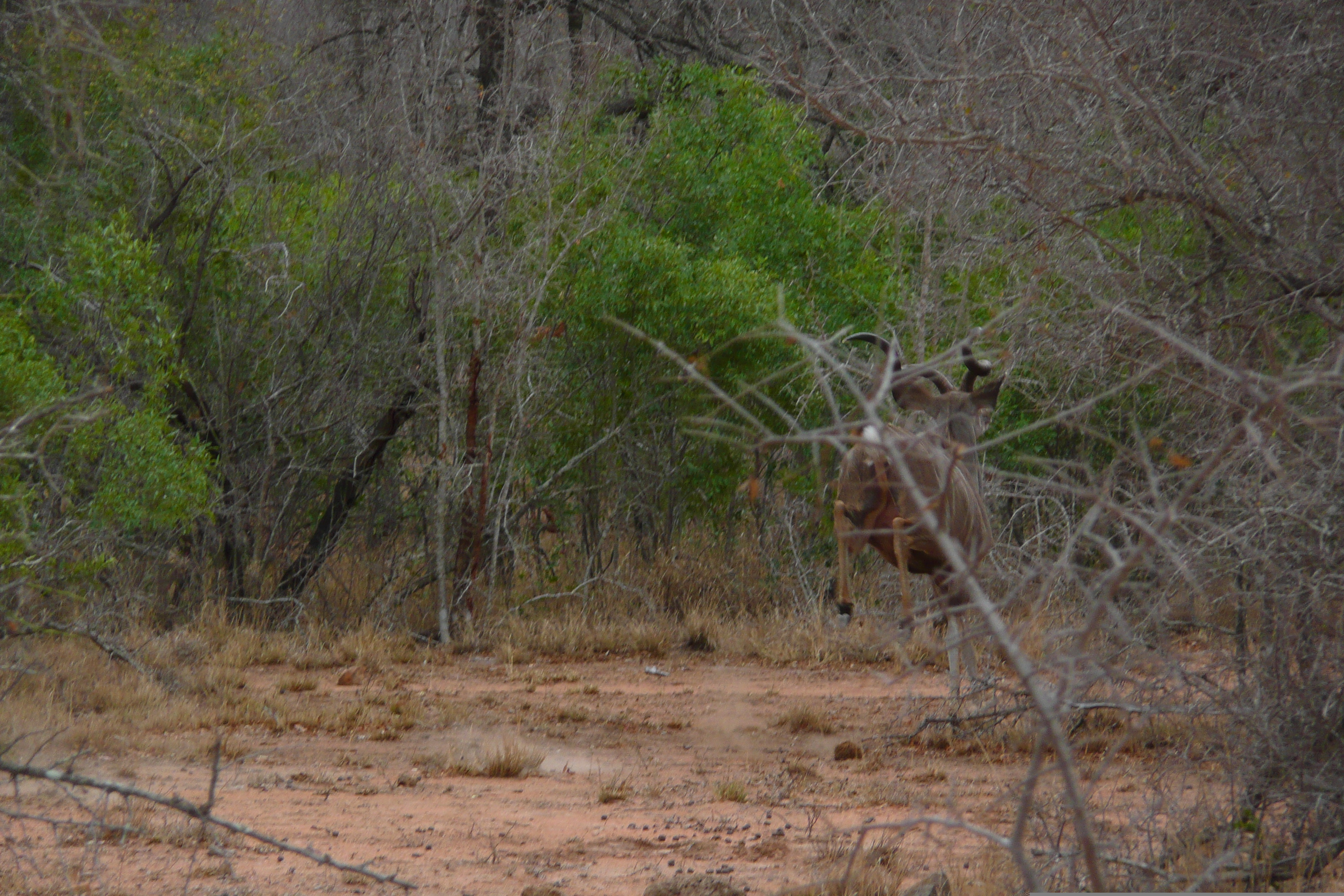 Photo Afrique du Sud Parc National Kruger 2008-09 117
