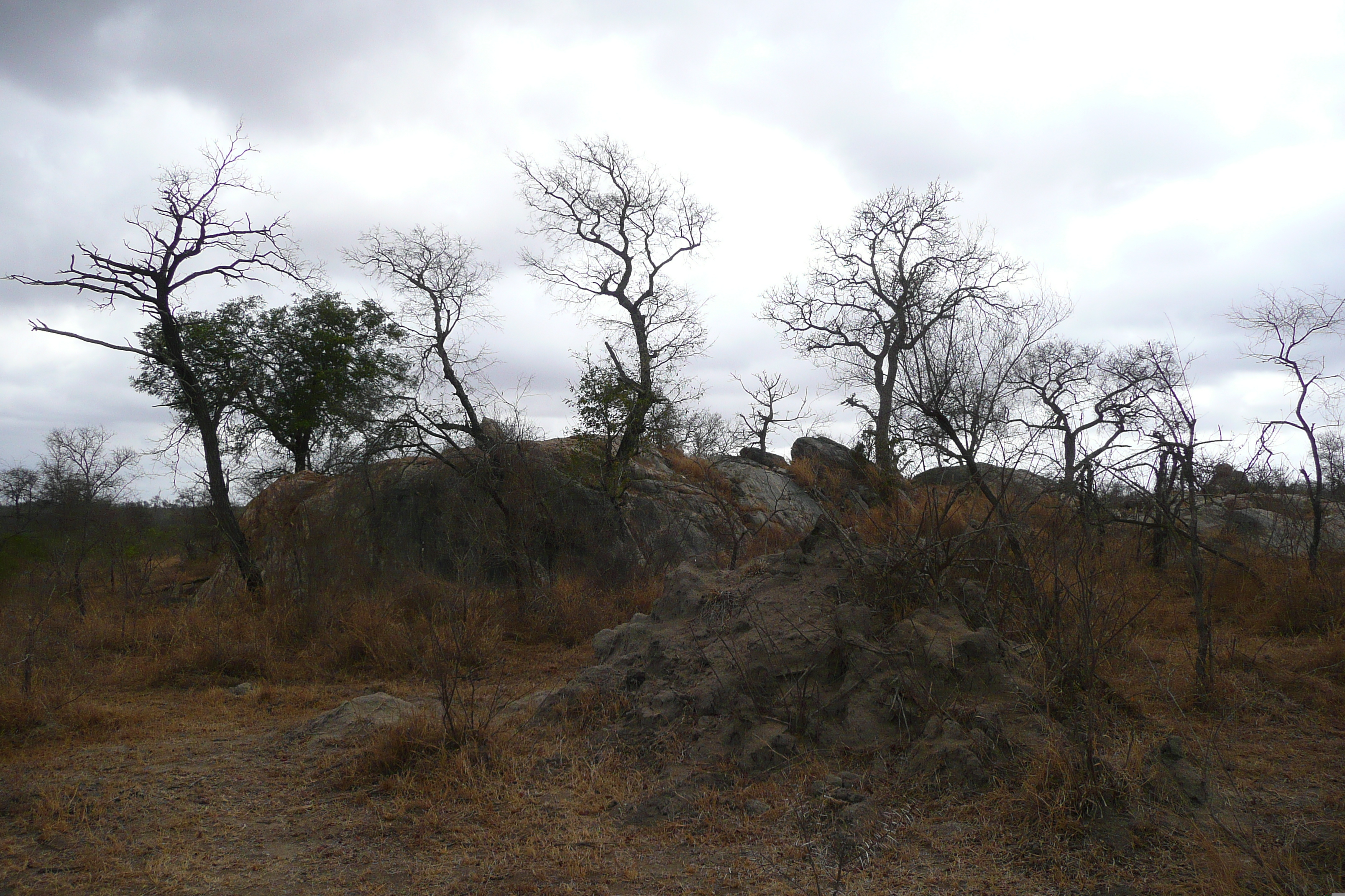 Photo Afrique du Sud Parc National Kruger route de la rivière Crocodile 2008-09 6