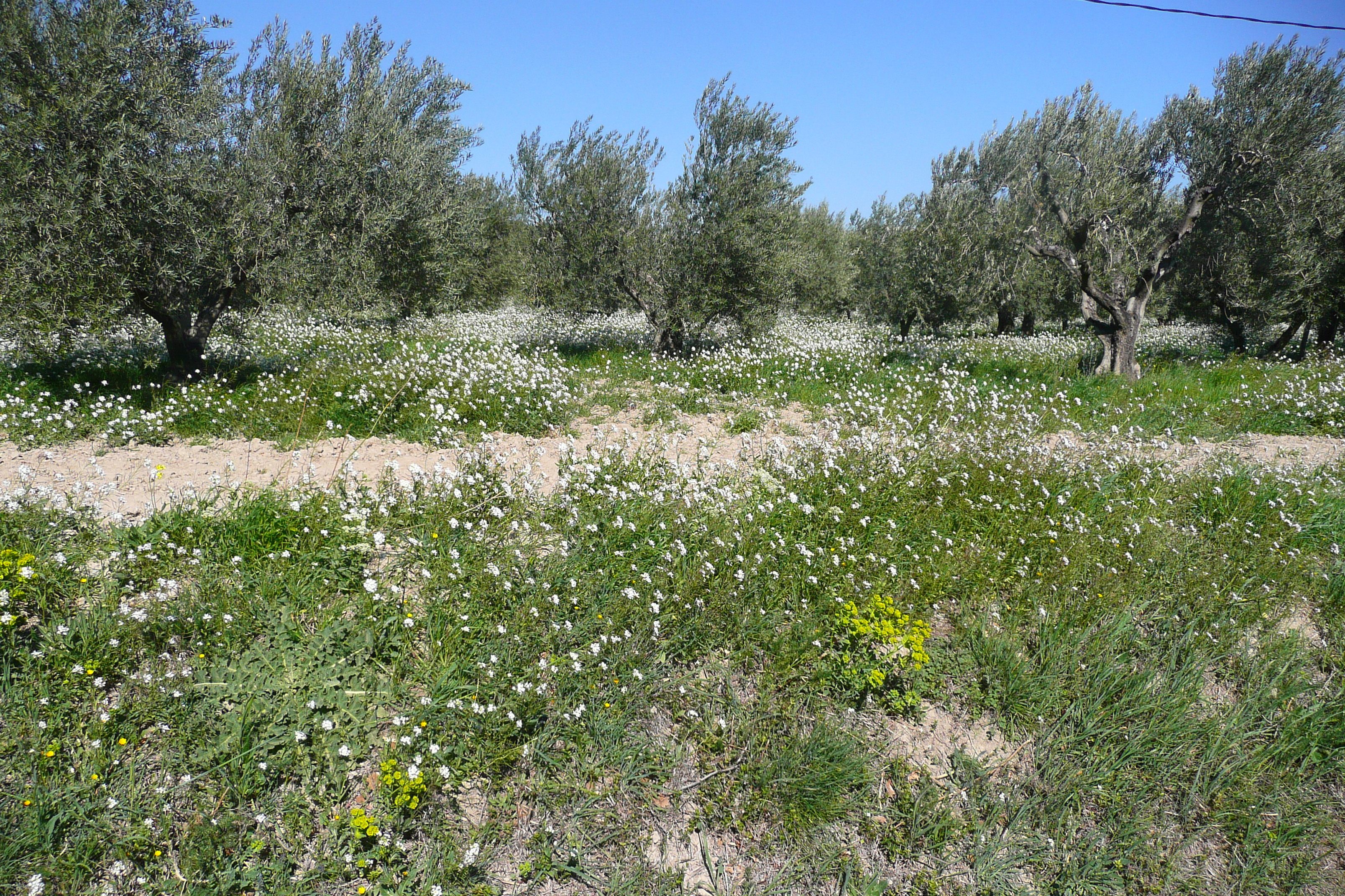 Photo France Provence route de Mouries aux Baux de Provence 2008-04 15