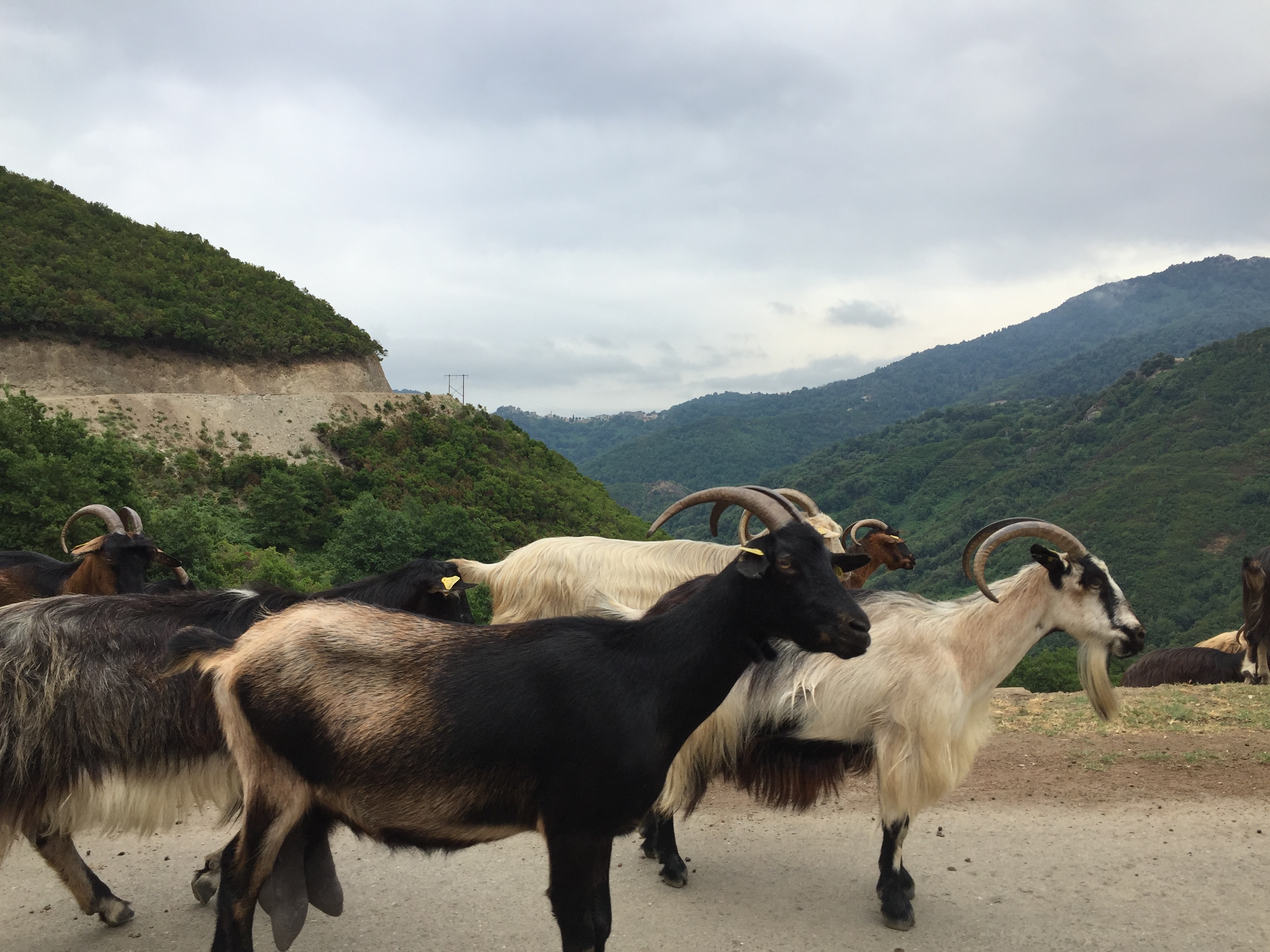 Photo France Corse Vallée d'Alesani 2017-07 7